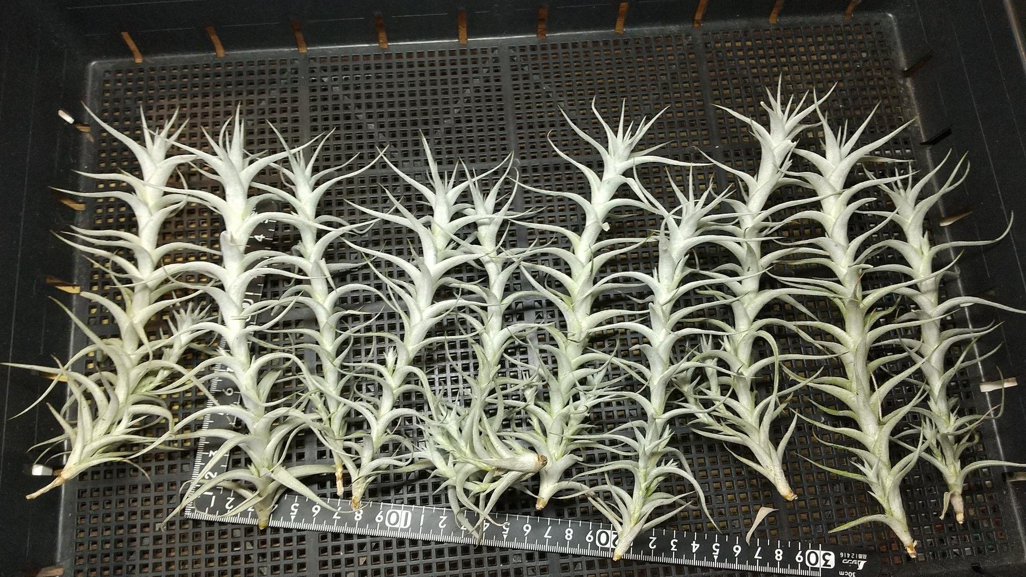 チランジア入荷リスト5/13｜NatureGarden🌿神田