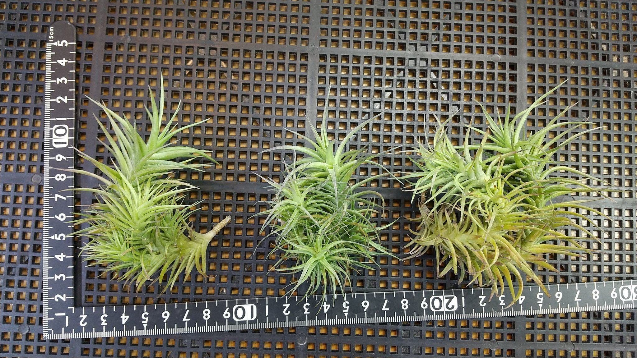 チランジア入荷リスト5/13｜NatureGarden🌿神田