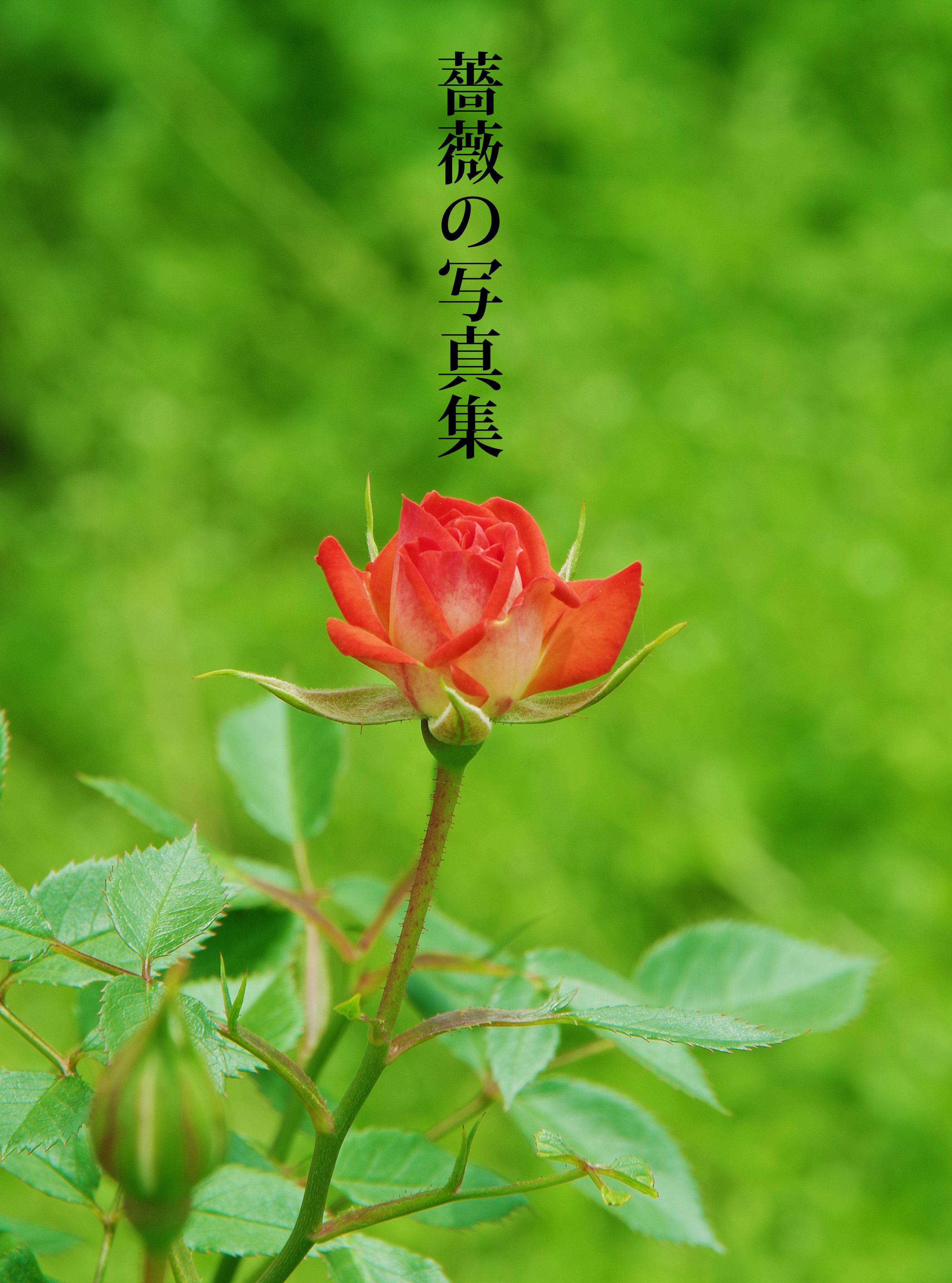 薔薇の写真集 キータン Note