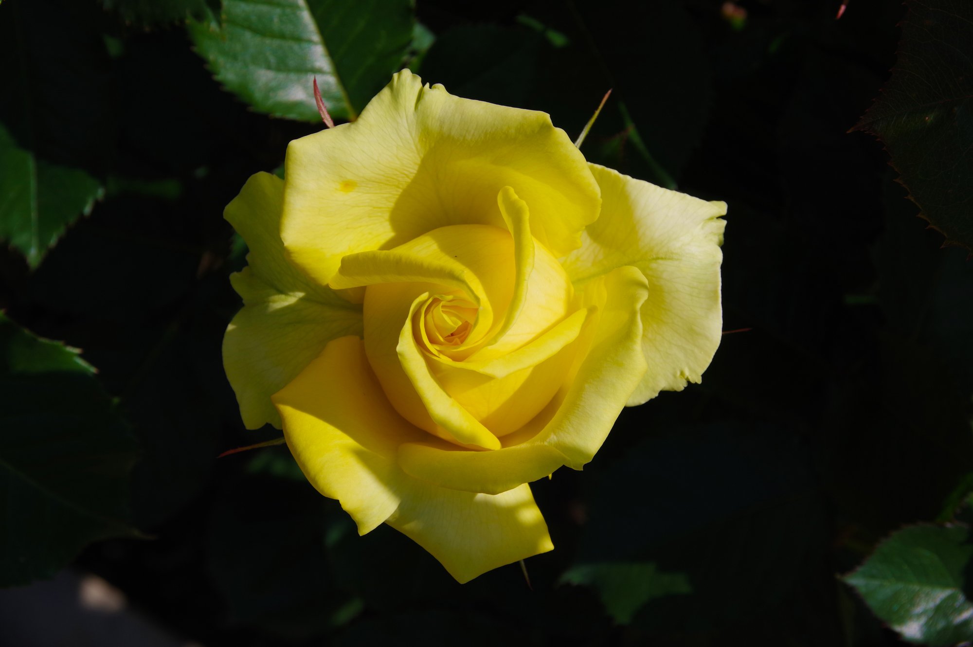 薔薇の写真集 キータン Note 薔薇の写真集 キータン Note