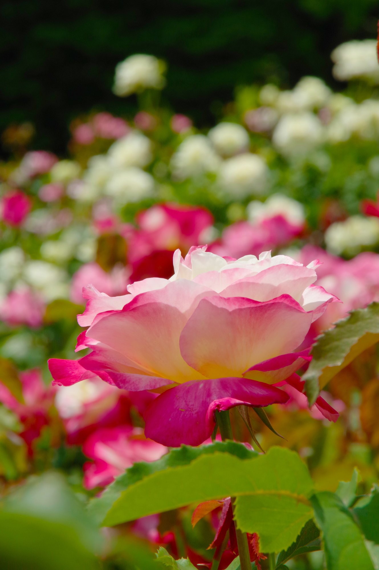 薔薇の写真集 キータン Note 薔薇の写真集 キータン Note