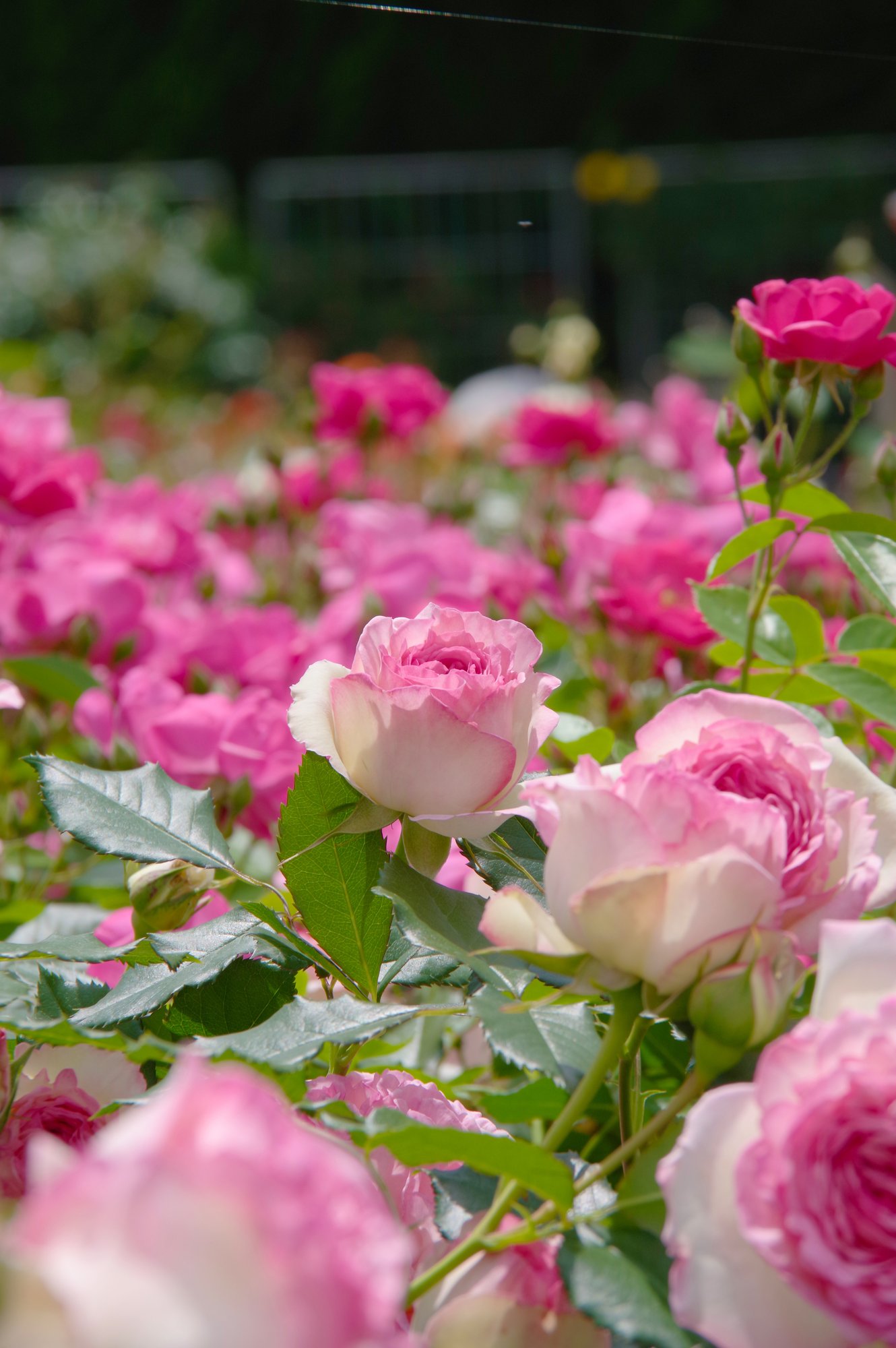 薔薇の写真集 キータン Note 薔薇の写真集 キータン Note