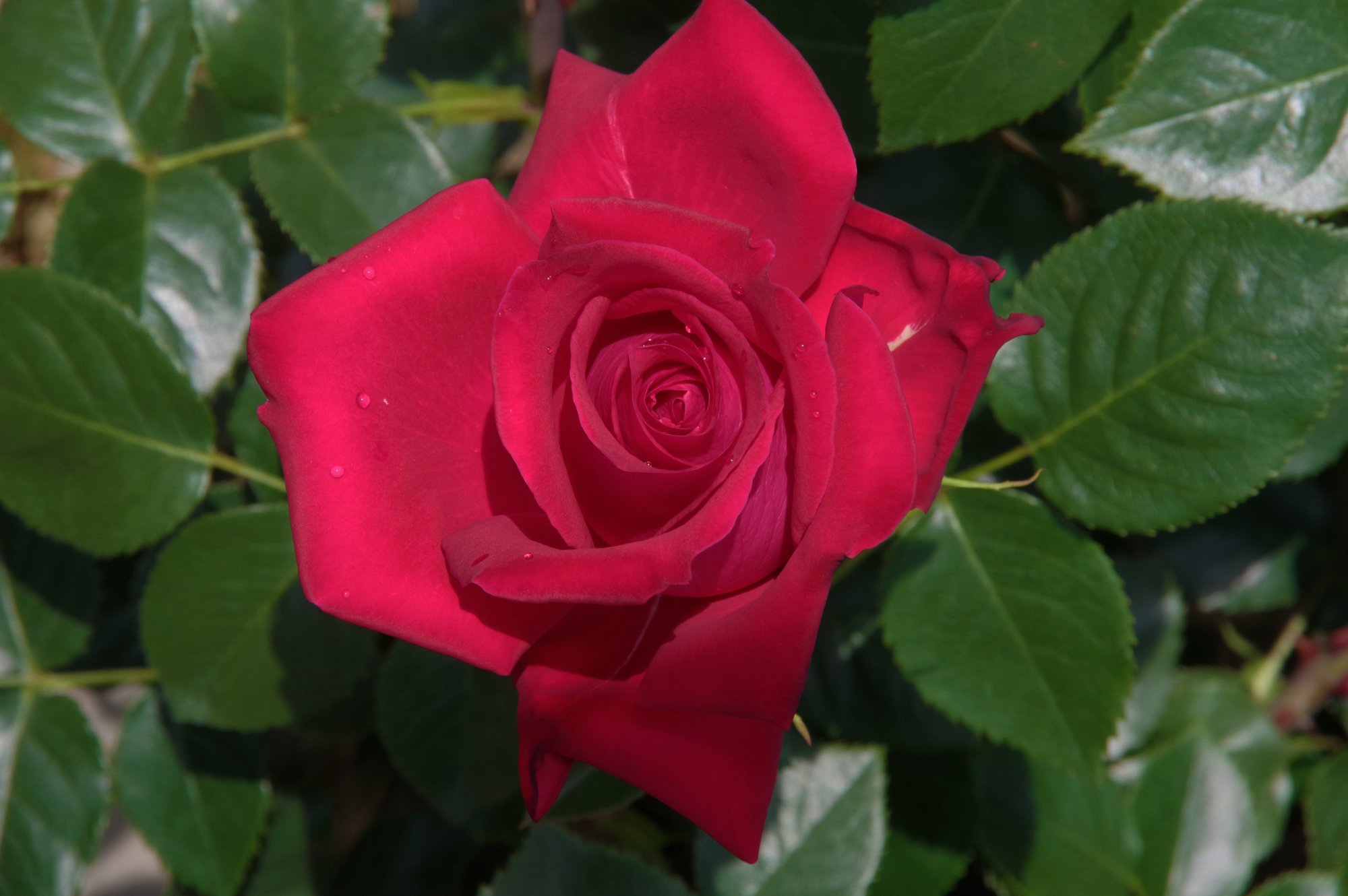 薔薇の写真集 キータン Note 薔薇の写真集 キータン Note