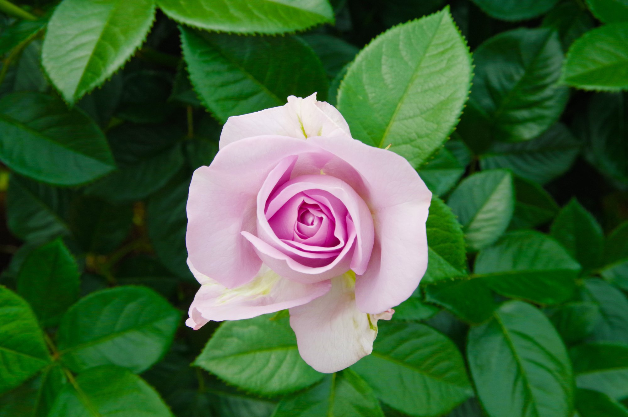 薔薇の写真集 キータン Note 薔薇の写真集 キータン Note