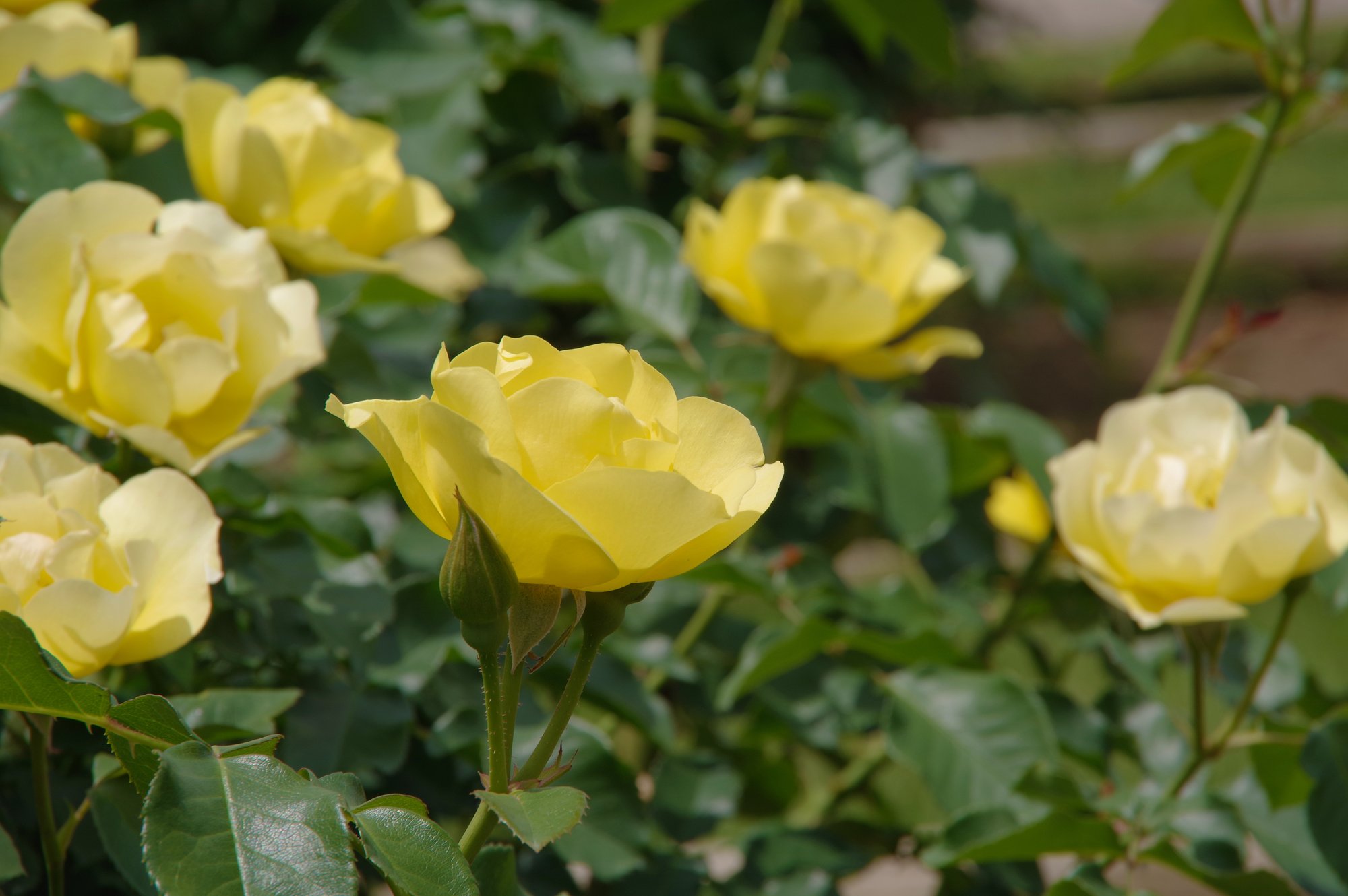 薔薇の写真集 キータン Note 薔薇の写真集 キータン Note