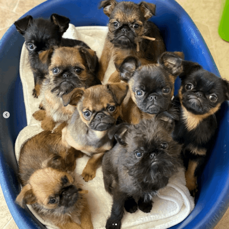 グリフォンという可愛い犬と暮らしています 綱摩美つなまみ Note