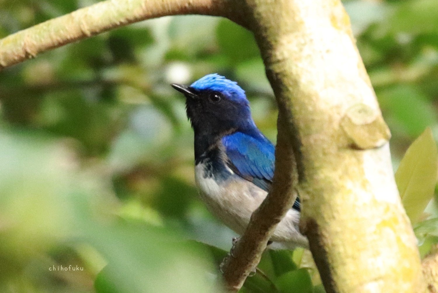 屋久島の鳥たち 5月｜YAKUSHIMA ZINE
