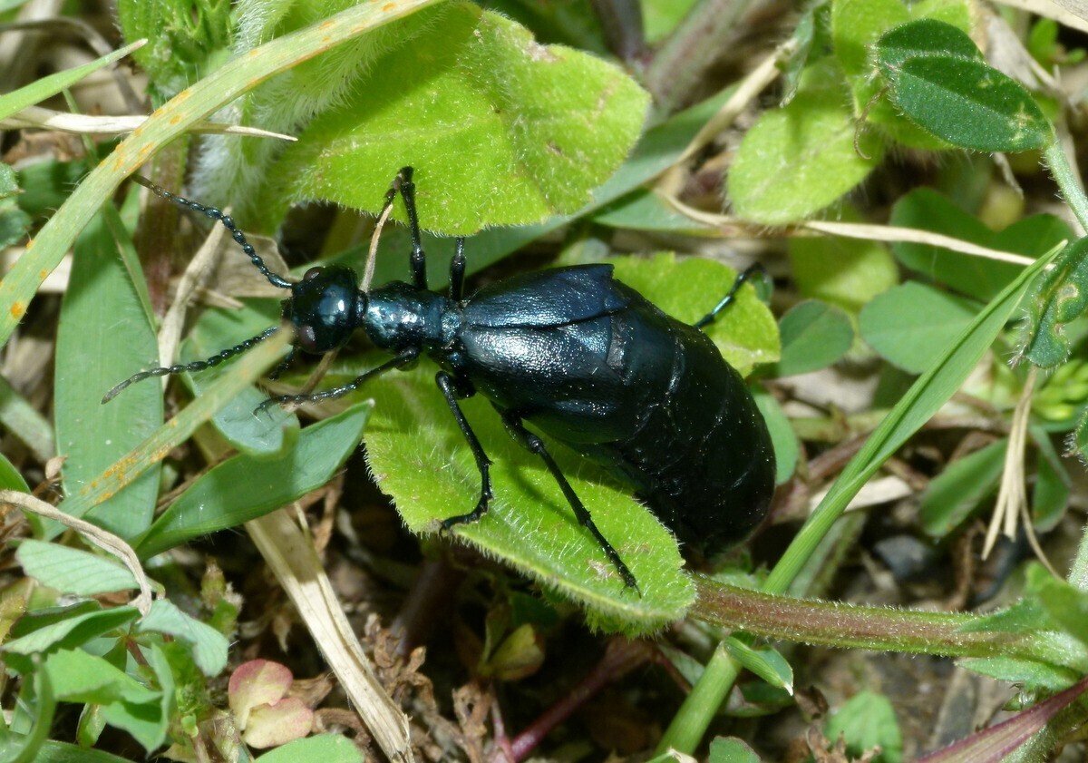 激珍種！チリの毒々し過ぎるツチハンミョウ！！ 味見てはいけない ツチハンミョウ ラオス編 | 蟲ソムリエ.net by