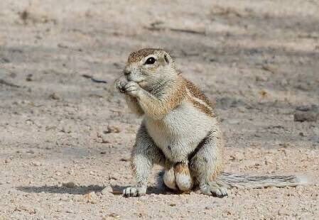 ケープアラゲジリスさん。｜ハチロウとドリル