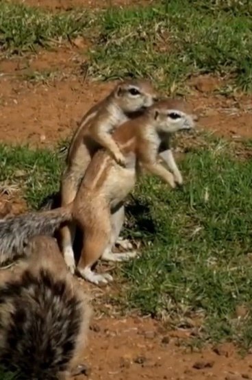 ケープアラゲジリスさん。｜ハチロウとドリル