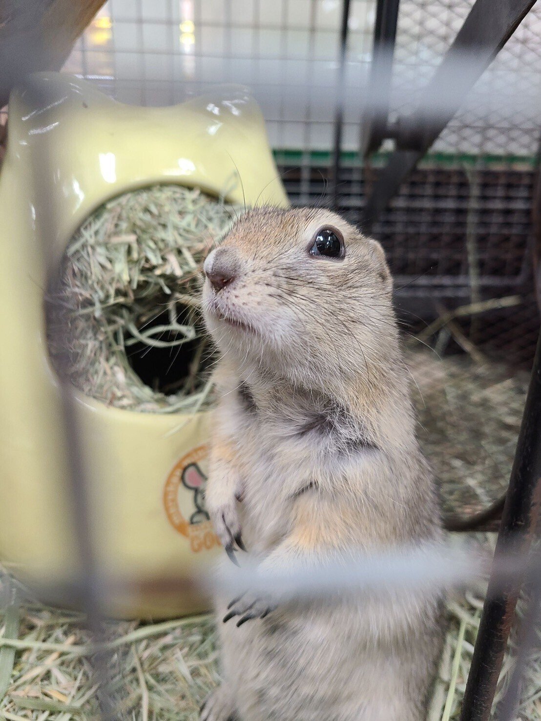 よく慣れたリチャードソンジリス 2022.3ぐらい生まれ