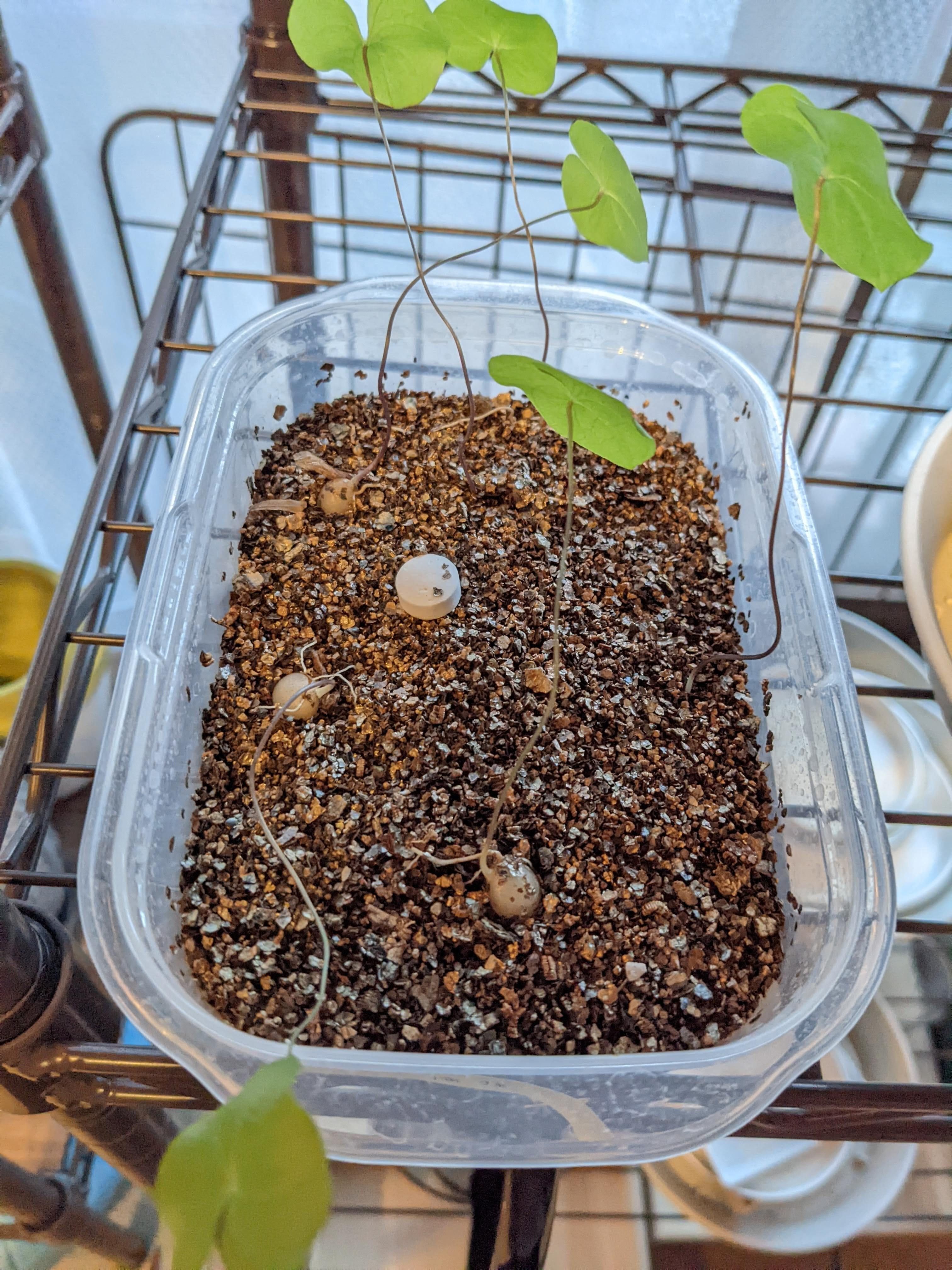 実生記録]アフリカ亀甲竜｜うめすけ / 多肉植物歴1年。