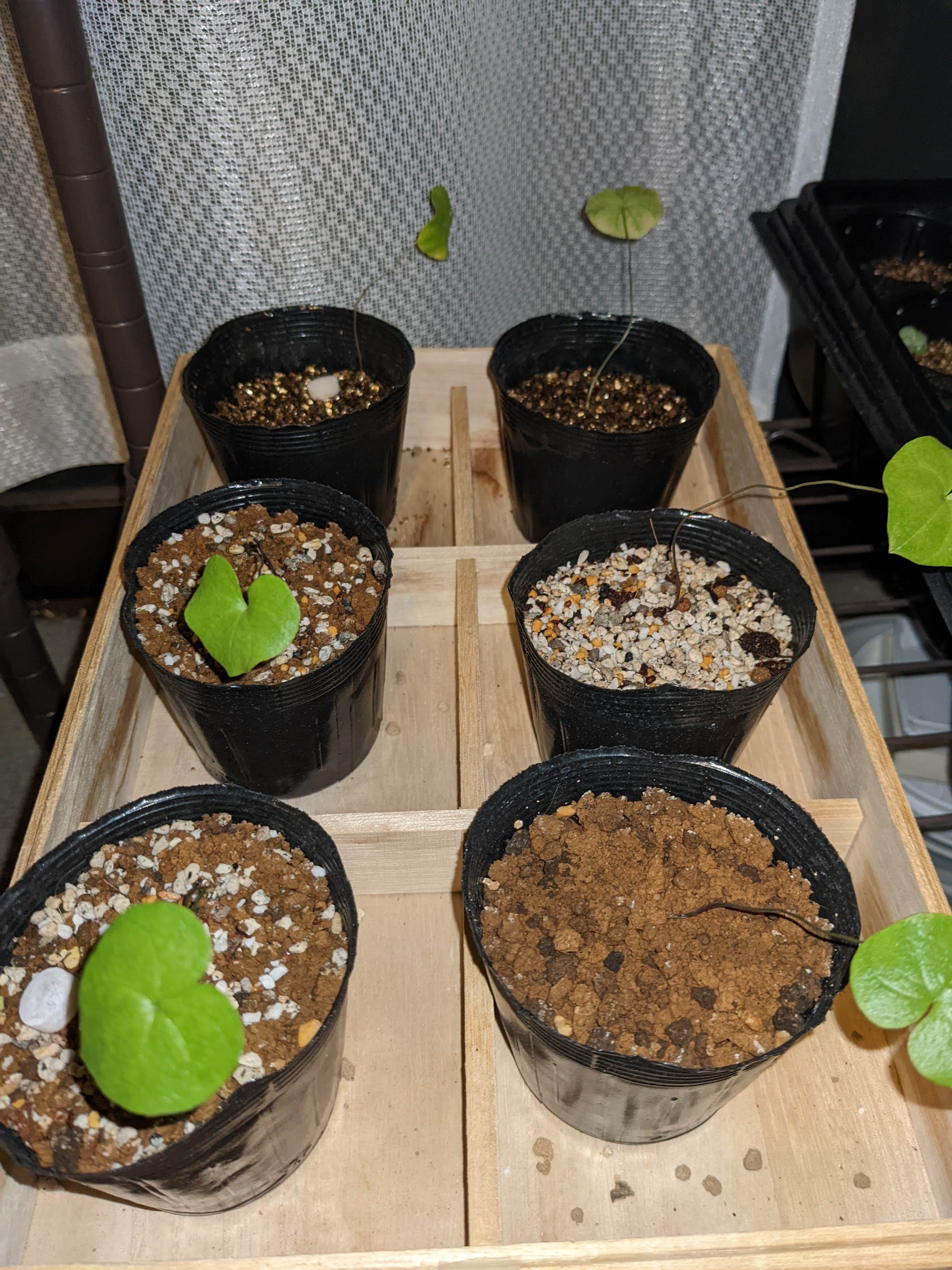 実生記録]アフリカ亀甲竜｜うめすけ / 多肉植物歴1年。