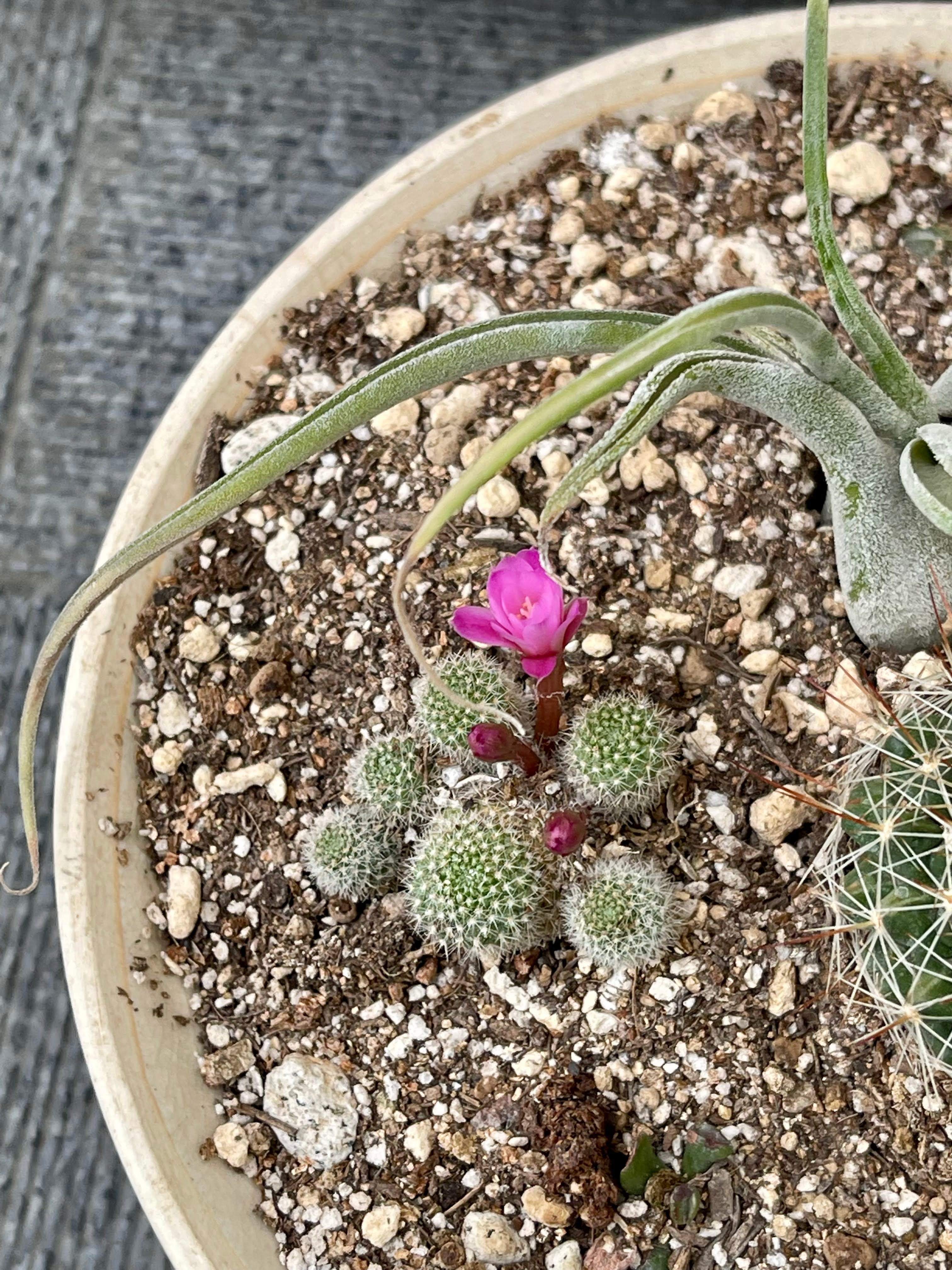 サボテンの花とヤモリ Double K Note