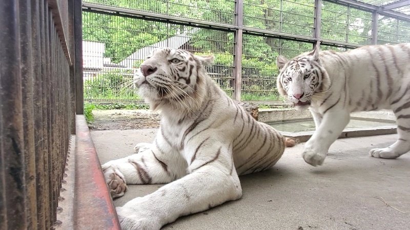 宇都宮動物園presents第8回美女総選挙祝勝会 ホワイトタイガー