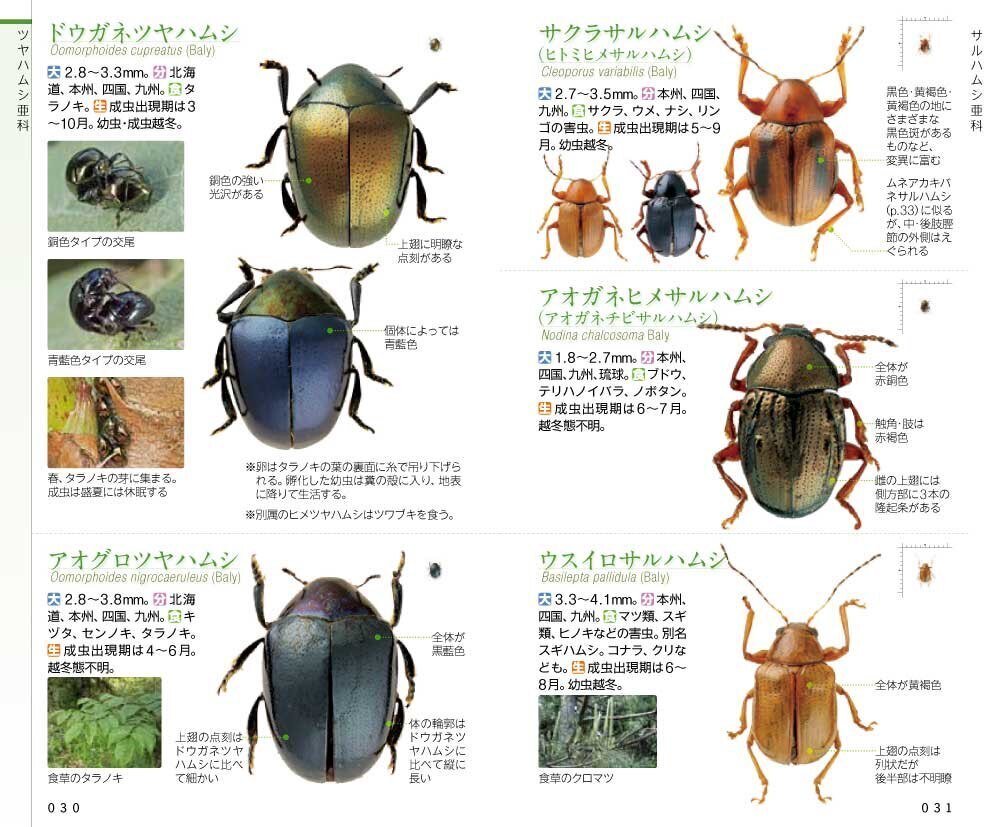 初夏に使える！ ブンイチの図鑑 Part1｜ブンイチ（文一総合出版）