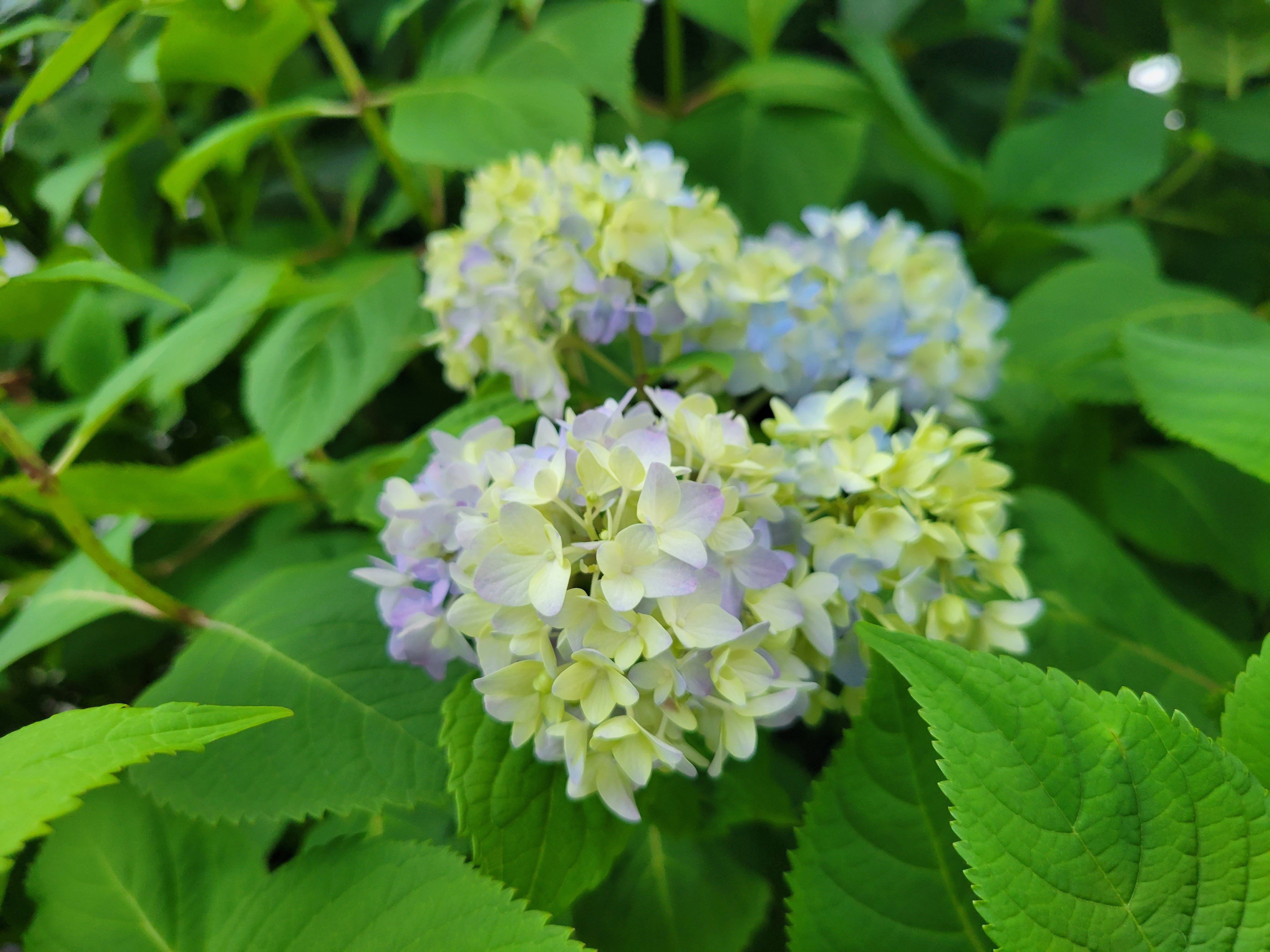 今年初のあじさいの花 Yukihiro Note 今年初のあじさいの花 Yukihiro Note