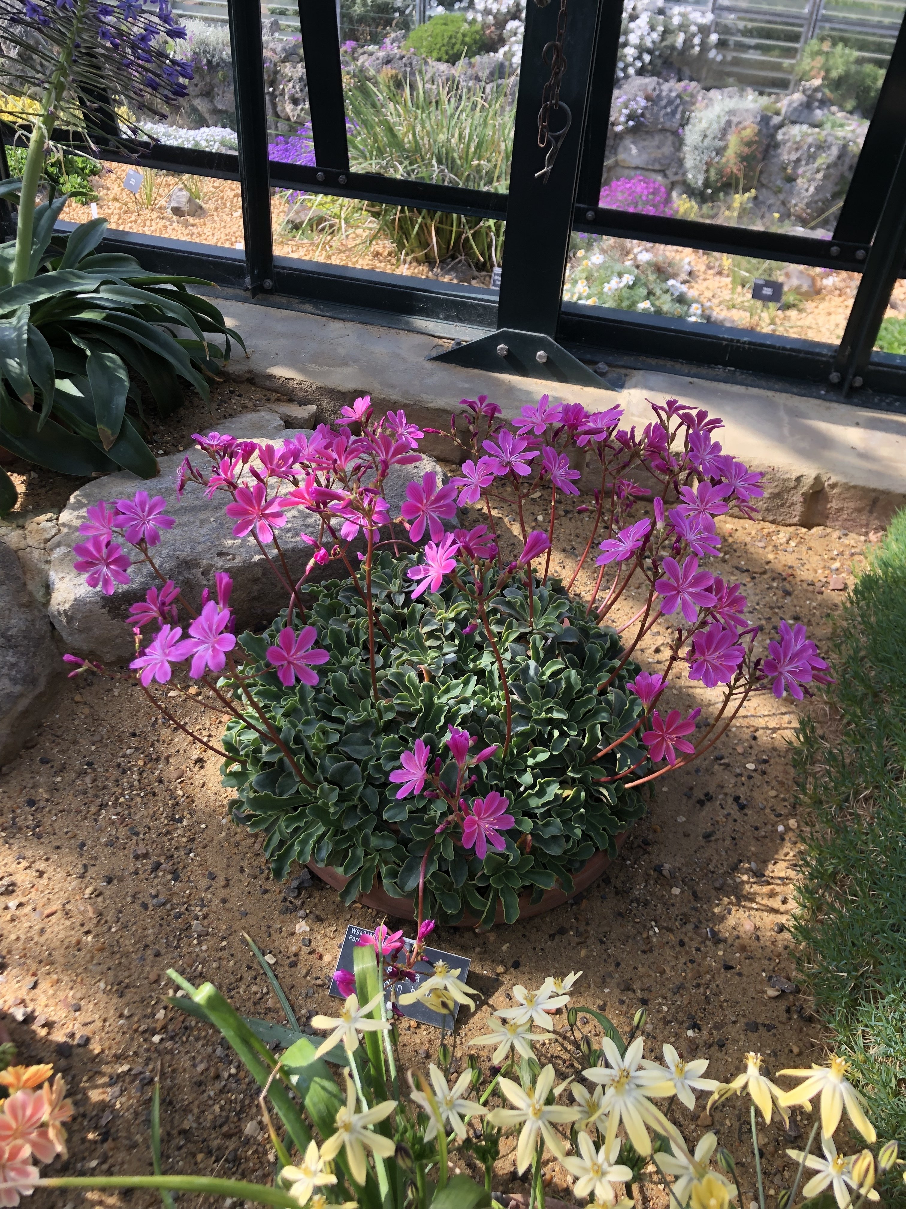 Uk Photos Rhs Wisley Garden 3 Ted2lasvegas Note