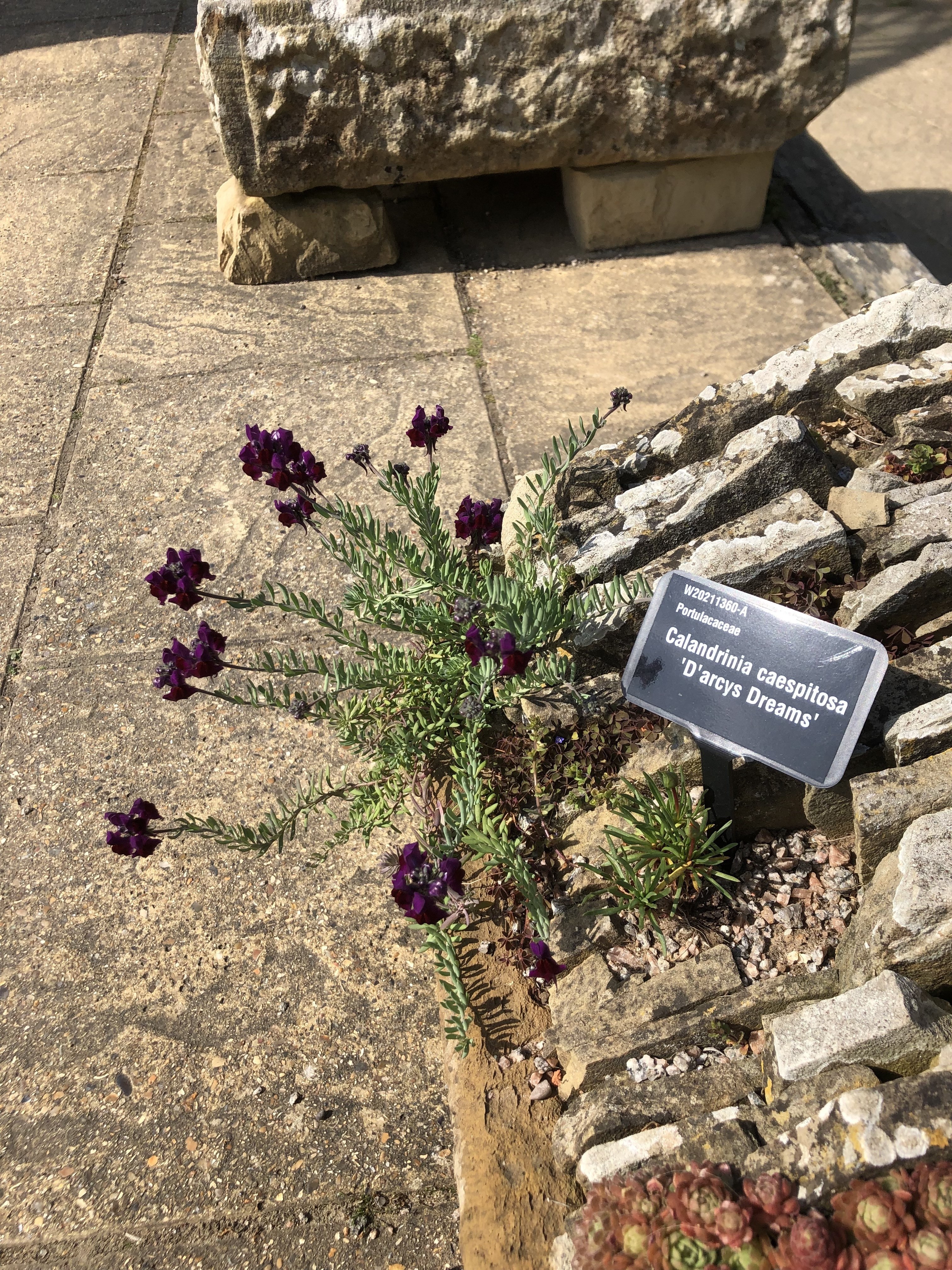 Uk Photos Rhs Wisley Garden 3 Ted2lasvegas Note