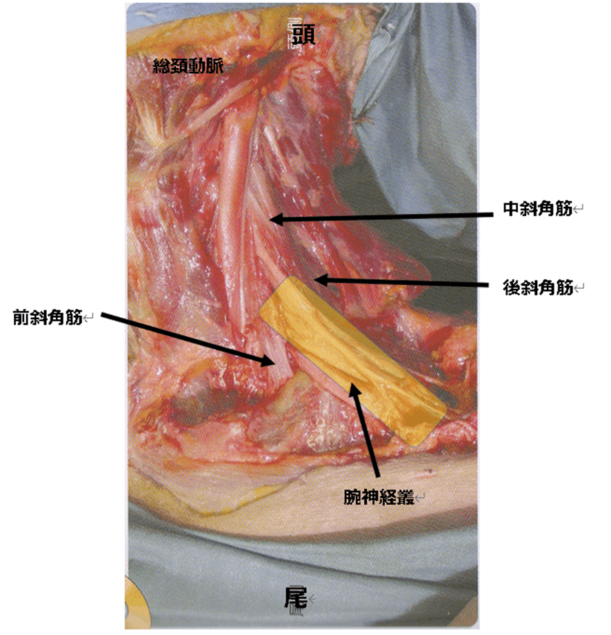 頚椎の機能解剖学｜小林 博樹