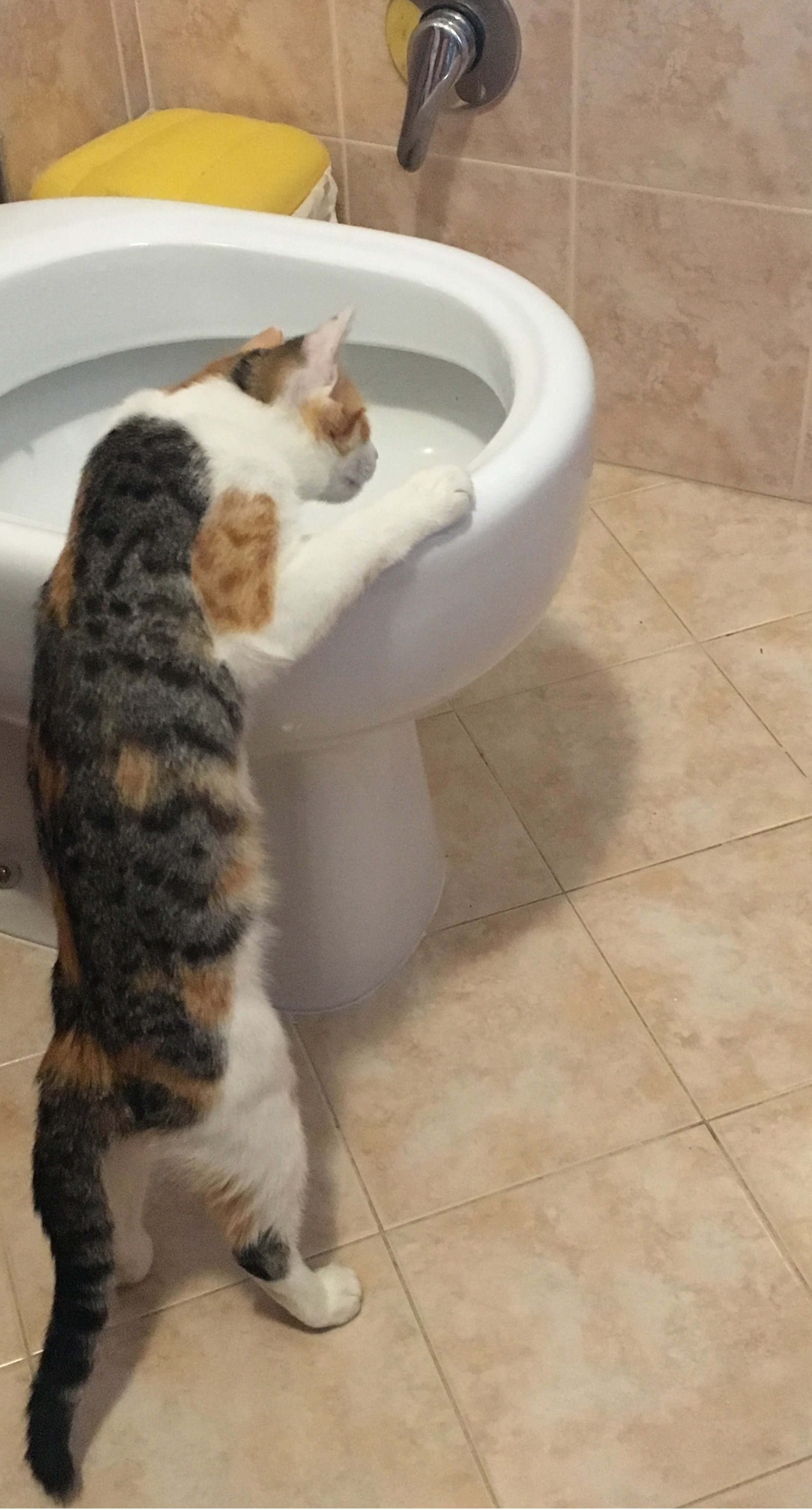 トイレには それはそれはキレイな 女神様がいるんやで Taka315 Note