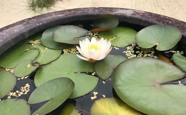 水面に浮かぶ「睡蓮」の美しさ The beauty of 