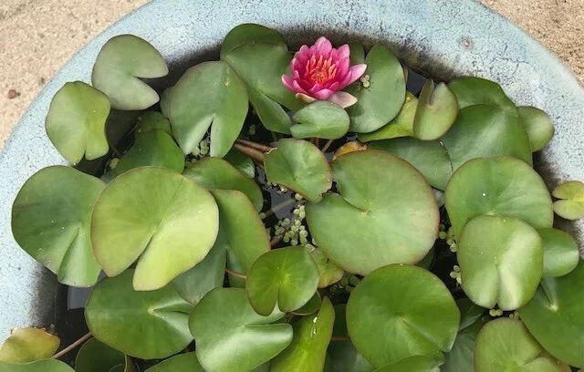 水面に浮かぶ「睡蓮」の美しさ The beauty of 