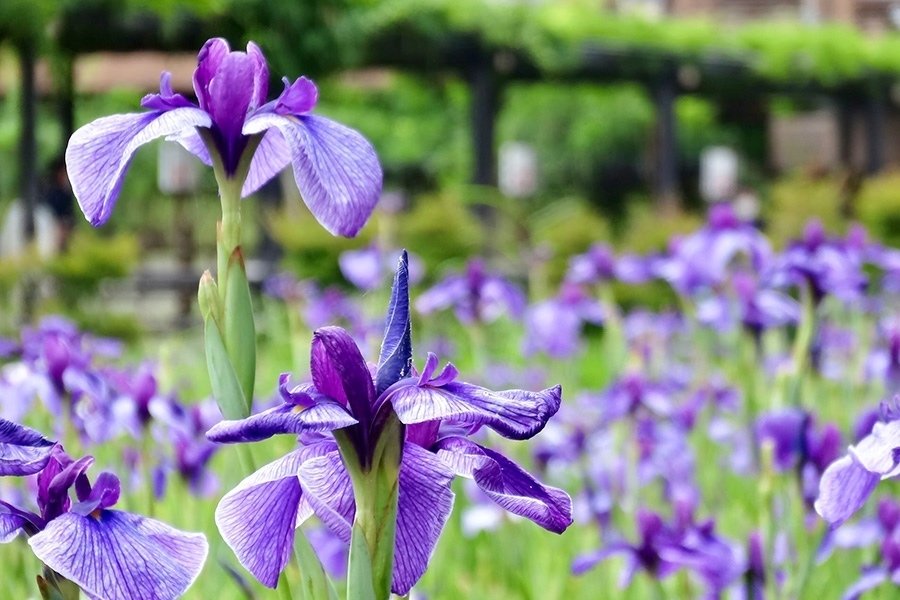 花言葉は希望 水郷潮来あやめまつり 観光いばらき Note 花言葉は希望 水郷潮来あやめまつり 観光いばらき Note