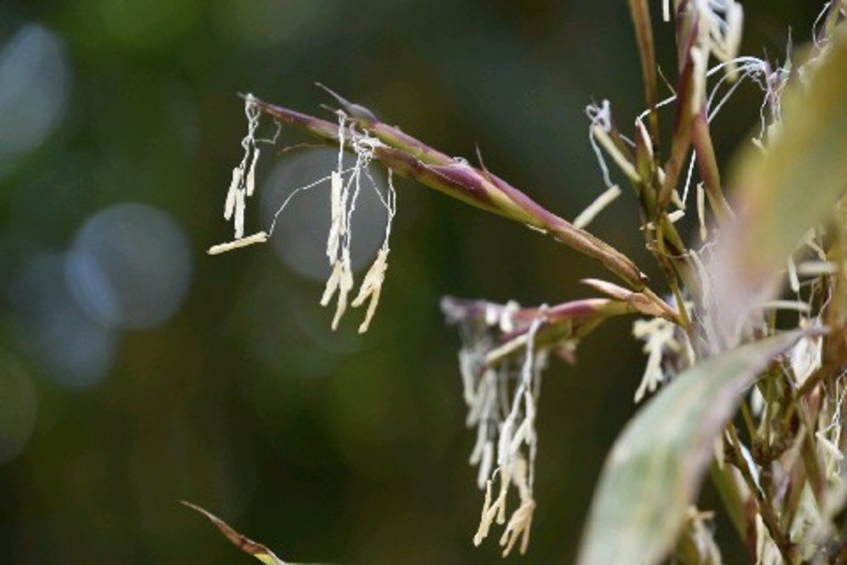 着物の図案に絶対描かない 花 成願 義夫 ジョウガン ヨシオ Note 着物の図案に絶対描かない 花 成願 義夫 ジョウガン ヨシオ Note