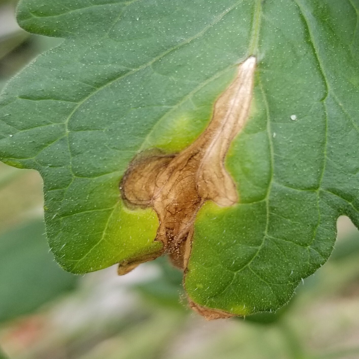 トマト 茶色 灰色のカビ 灰色カビ病 ミライ菜園 Note