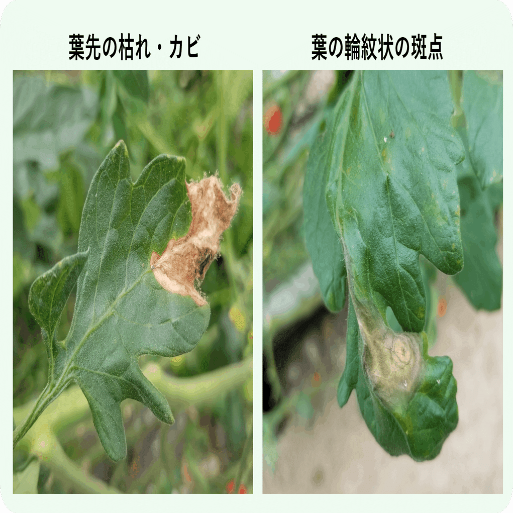 トマト 茶色 灰色のカビ 灰色カビ病 ミライ菜園 Note