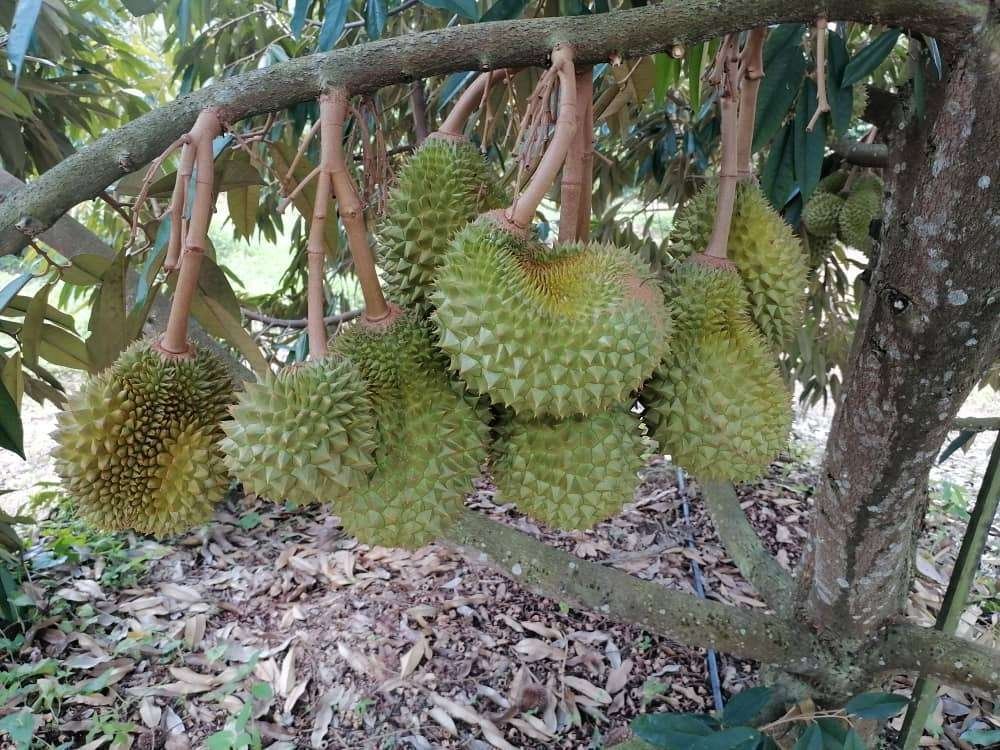 様々なドリアン｜株式会社かをり果樹園