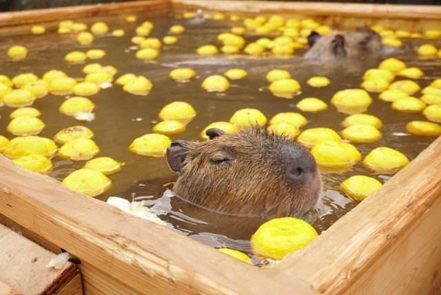 カピバラさん。｜ハチロウとドリル