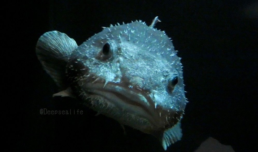 深海魚 ニュウドウカジカ ブロブフィッシュ 道化師 ピエロ 絵画
