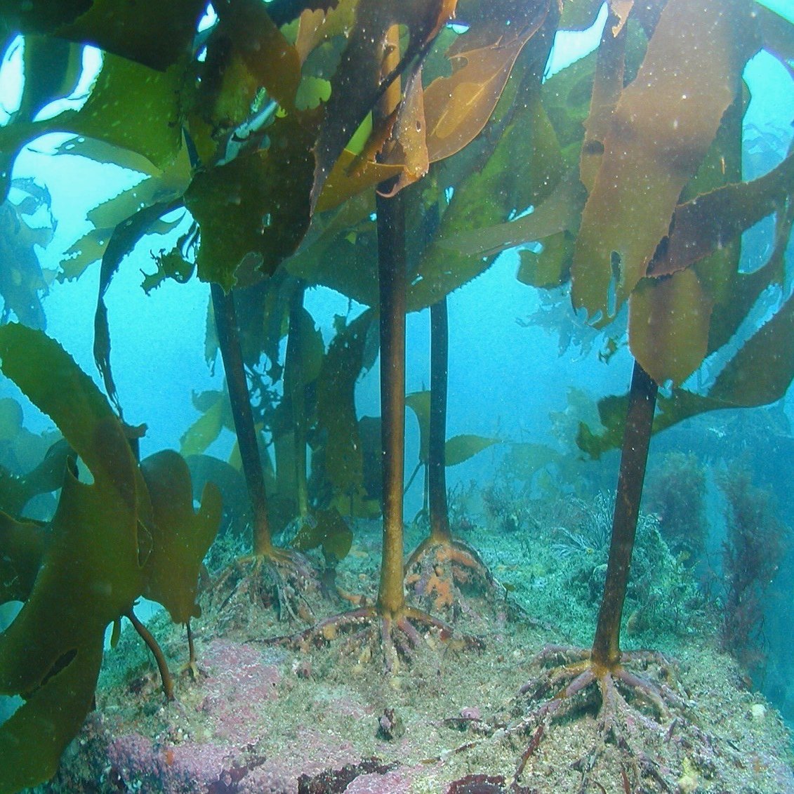 海のナンジャラホイ 2 仮根 かこん たのしい授業 仮説社 Note