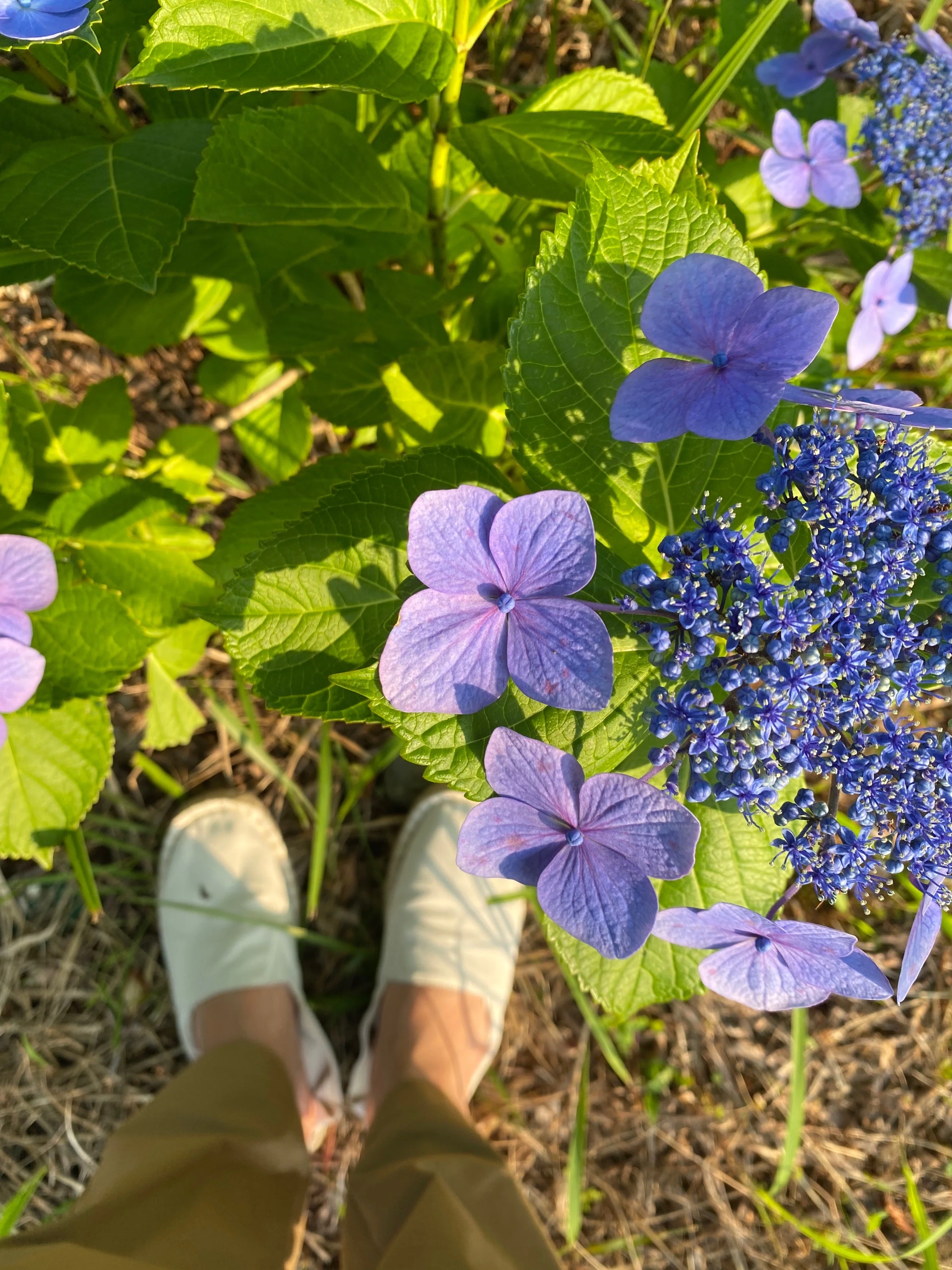 梅雨の花ー紫陽花のお話その①紫陽花はどこで生まれたの？｜haco