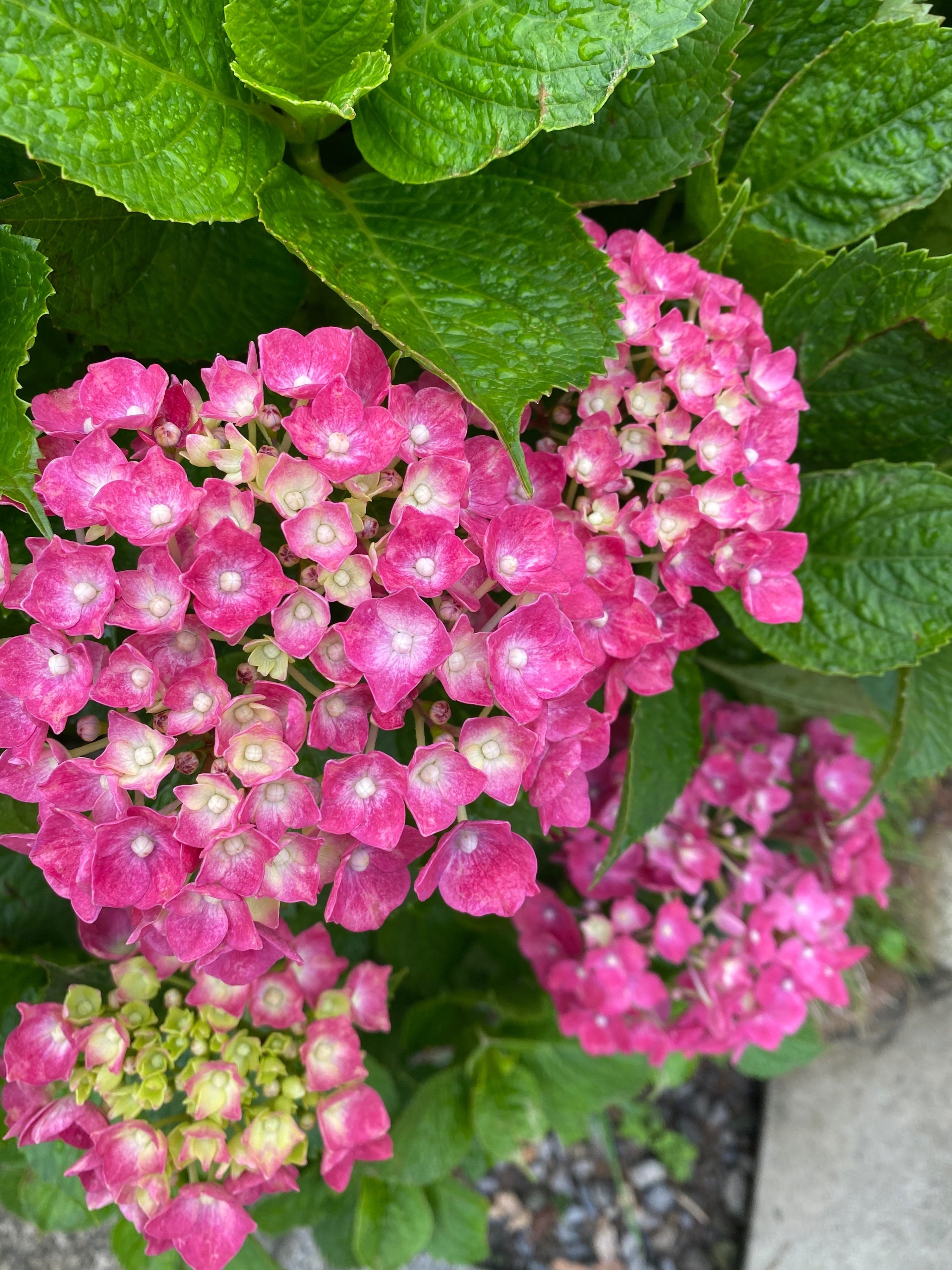 梅雨の花ー紫陽花のお話その 紫陽花はどこで生まれたの Haco ガーデンプランナー 庭のある暮らし植物のある暮らし Note