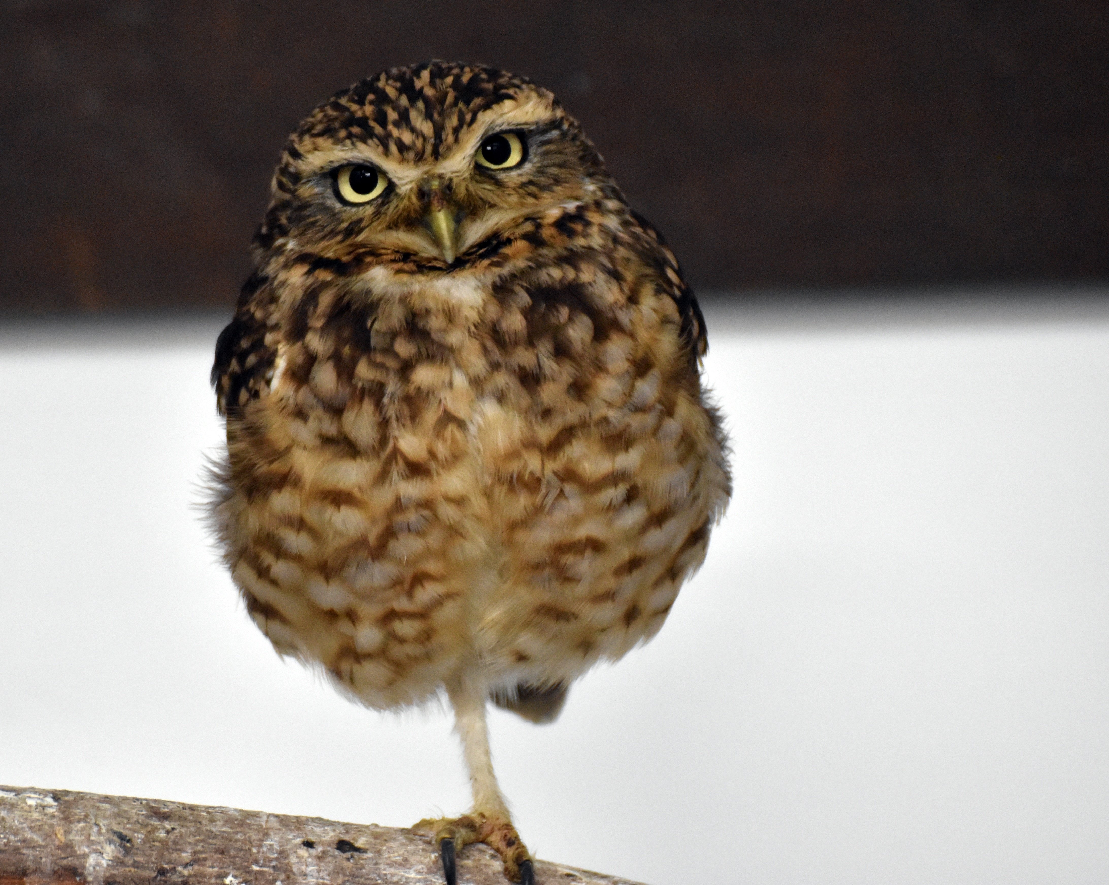 アナホリフクロウ フクロウ目フクロウ科 Hirahiranote Note