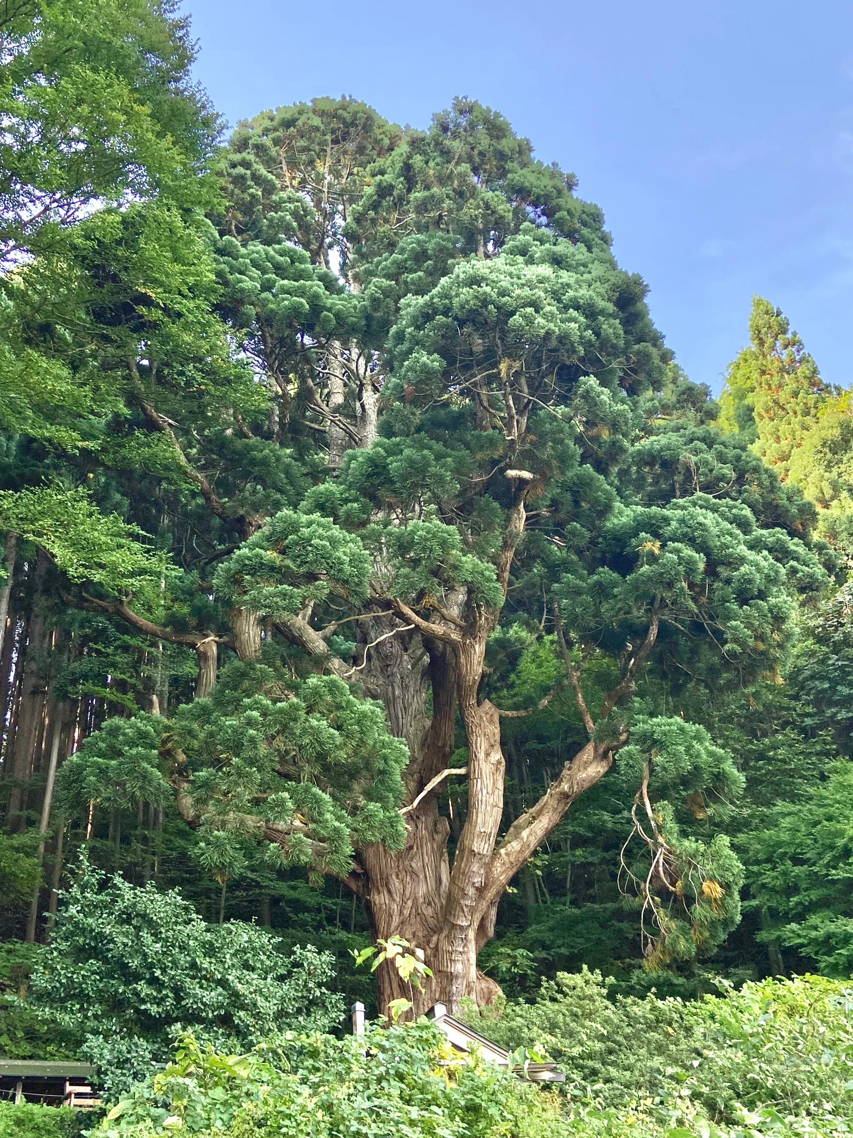 東北フォレストジャーニー その6 幻想の森 〜不気味さと美しさは紙