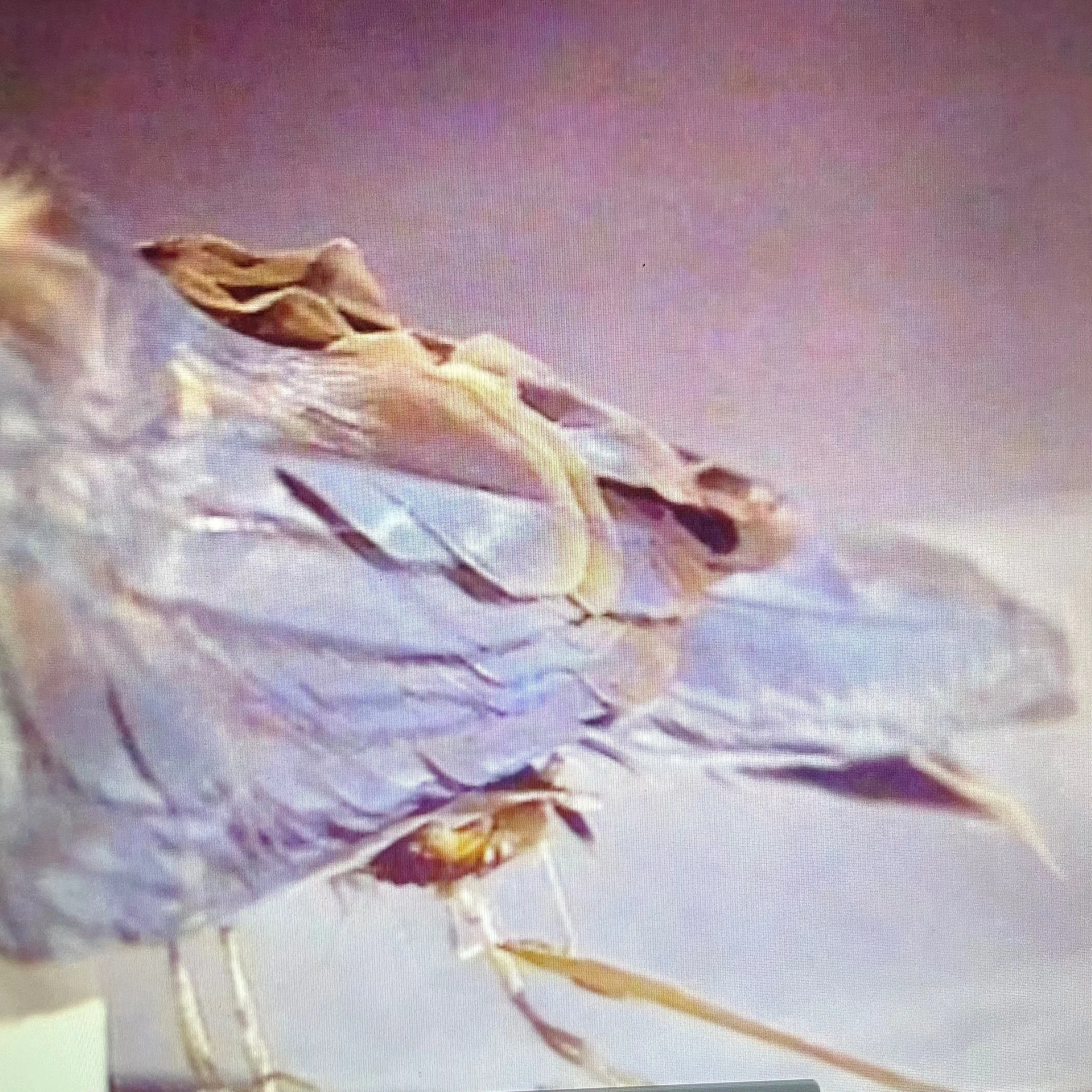 幻の鳥に出会えた、あの頃。｜coburu