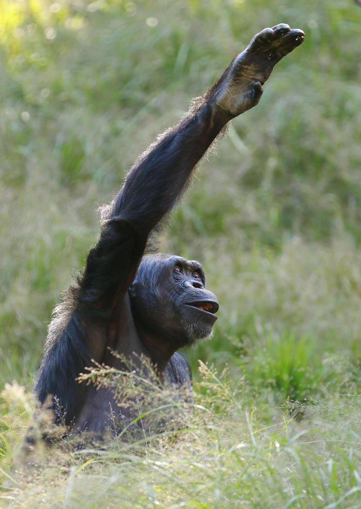 手を挙げてアピールするチンパンジー