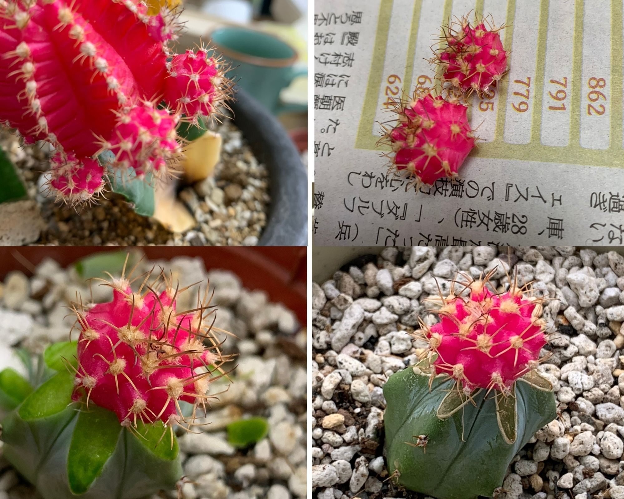 緋牡丹 親株植え替えチャレンジ 難易度 高 はんだあゆみ ぢーこ Note 緋牡丹 親株植え替えチャレンジ 難易度 高 はんだあゆみ ぢーこ Note