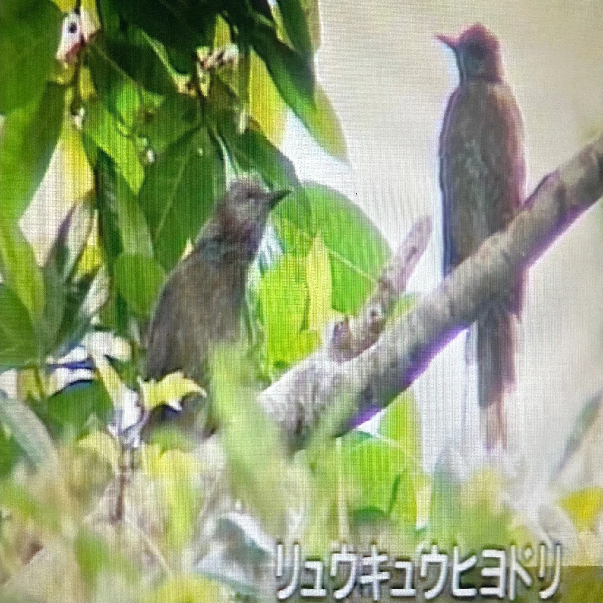 幻の鳥に出会えた、あの頃。｜coburu