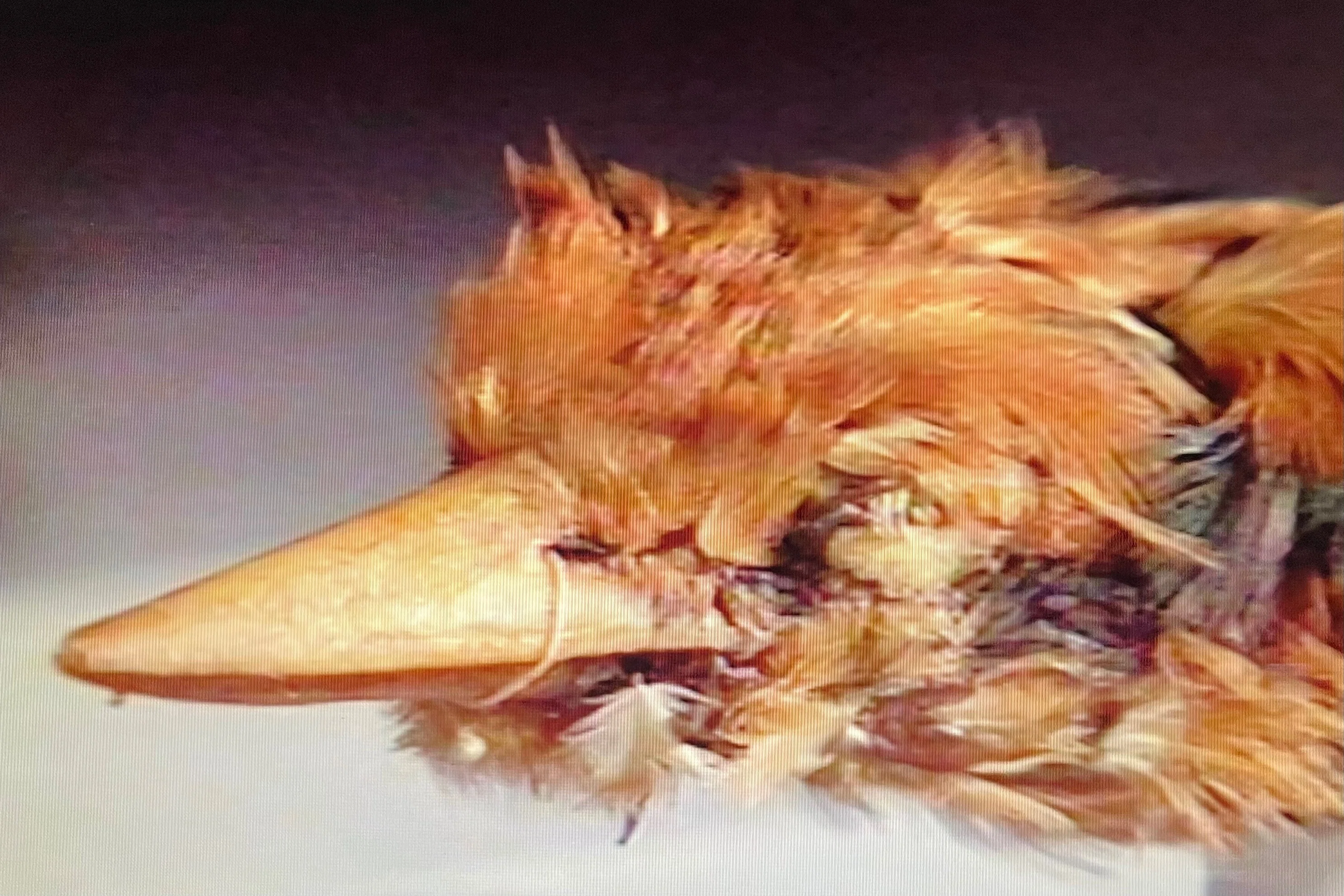 幻の鳥に出会えた、あの頃。｜coburu