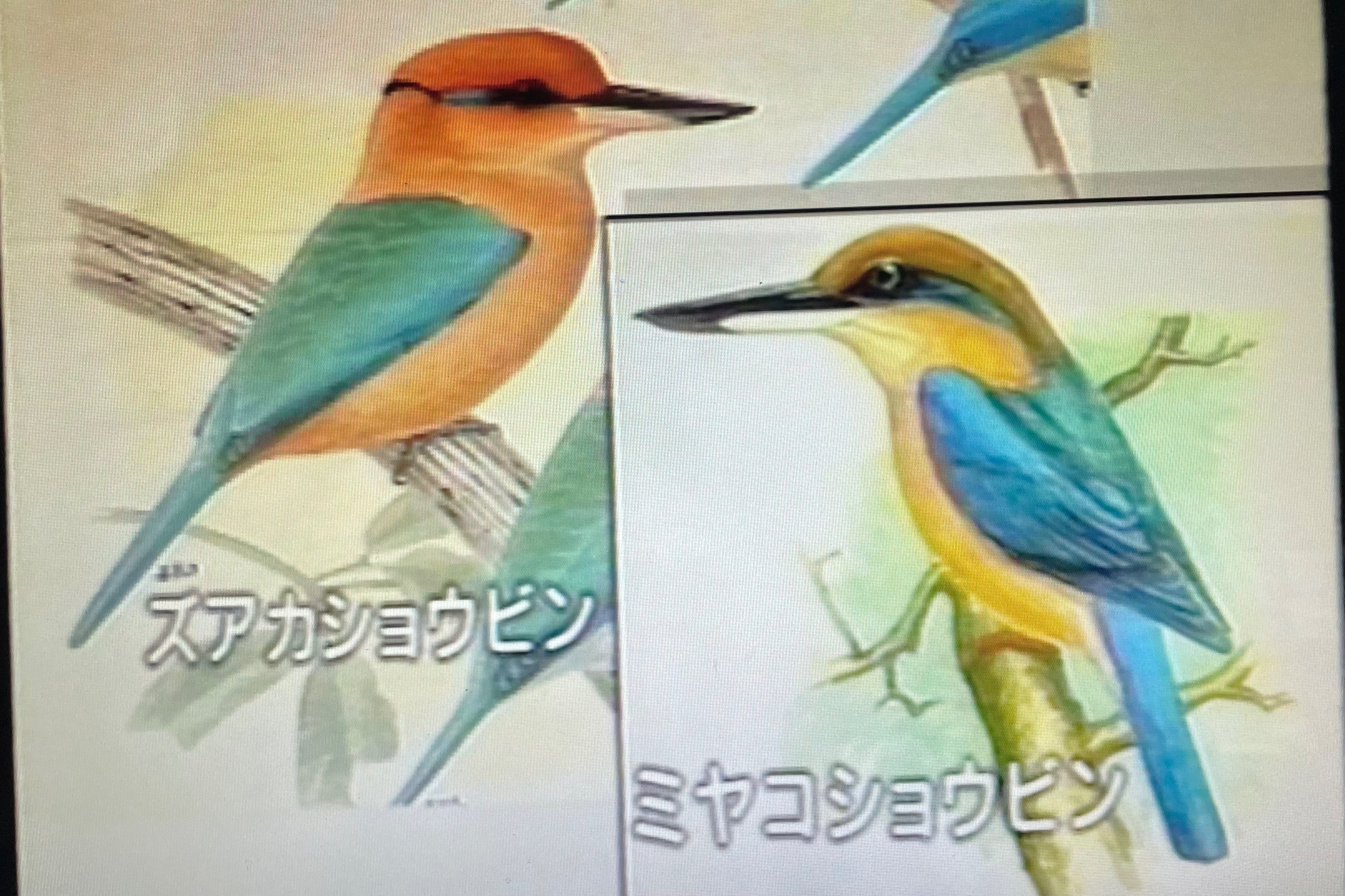 幻の鳥に出会えた、あの頃。｜coburu