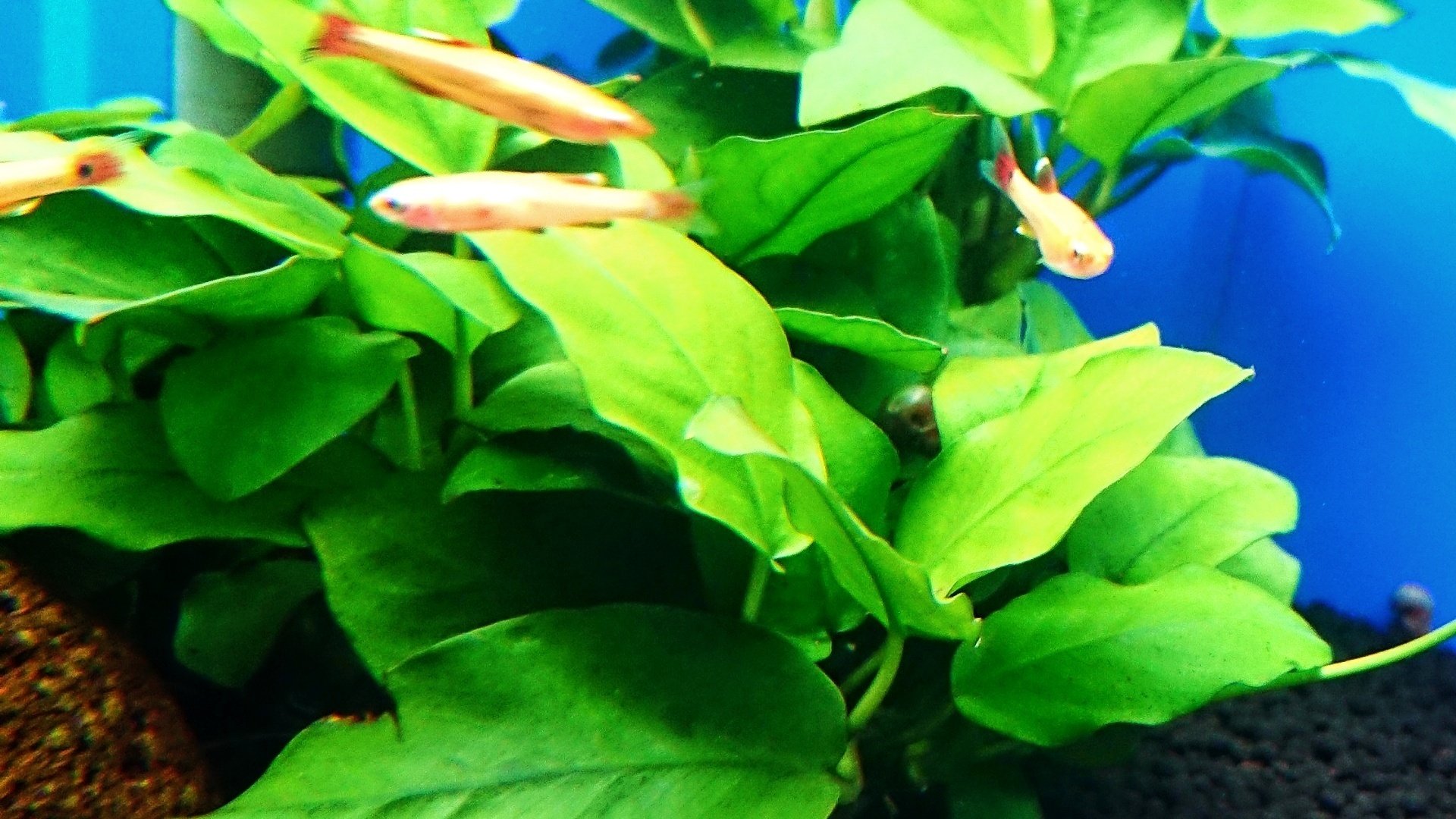 アヌビアスナナが溶けるように枯れた 原因は4つある アクアステージ21スナモ店 Note アヌビアスナナが溶けるように枯れた 原因は4つある アクアステージ21スナモ店 Note