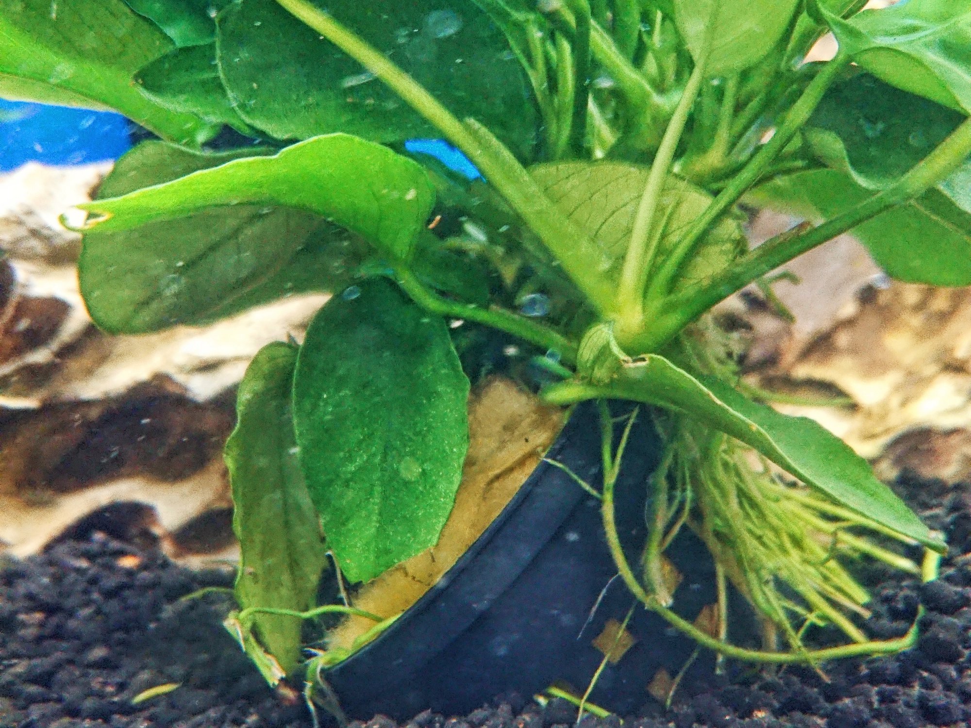 アヌビアスナナが溶けるように枯れた 原因は4つある アクアステージ21スナモ店 内藤 Note アヌビアスナナが溶けるように枯れた 原因は4つある アクアステージ21スナモ店 内藤 Note