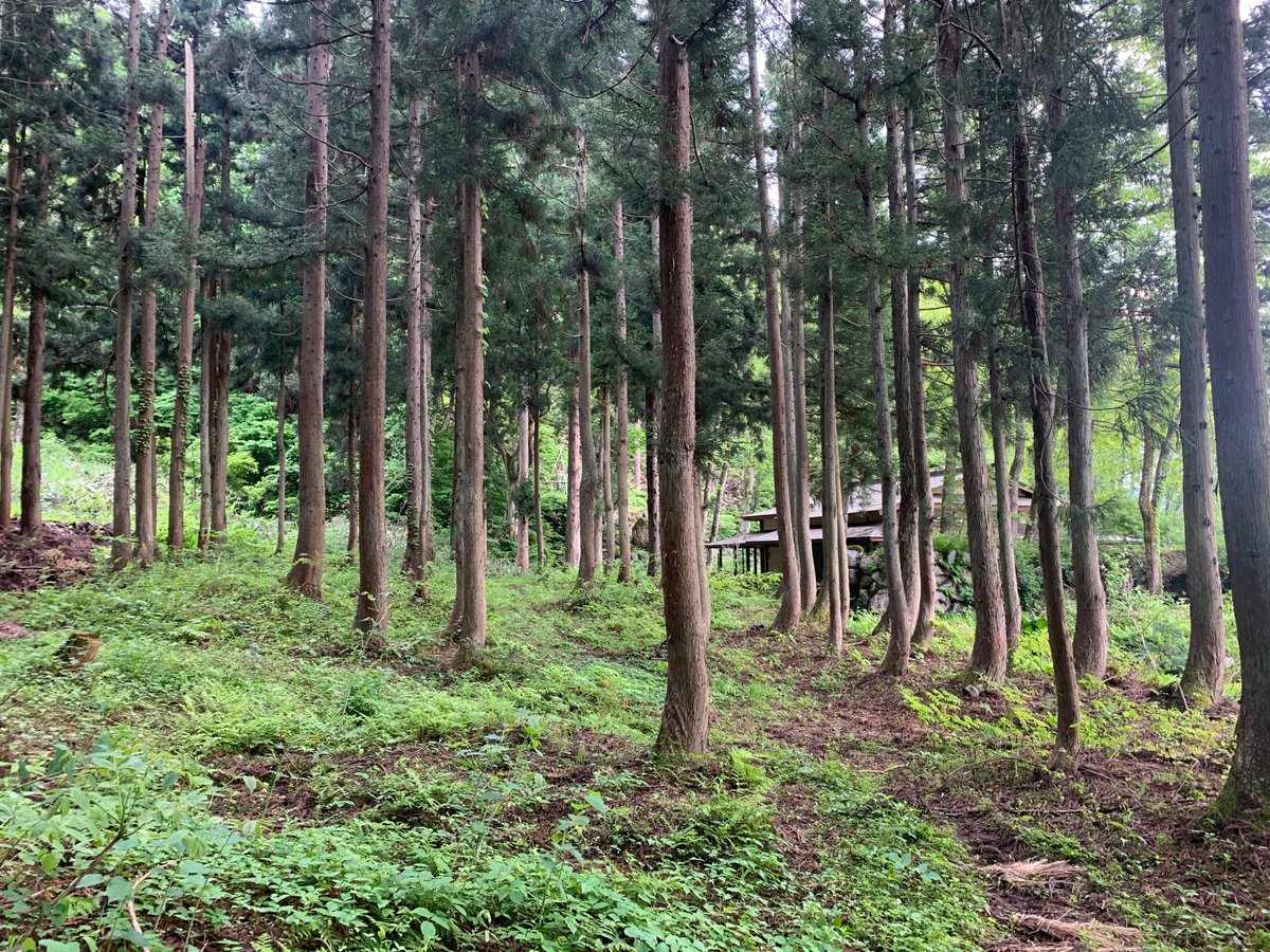 告知】南魚沼の森をモトのカタチへ、 放置された杉林を若返らせる「森  
