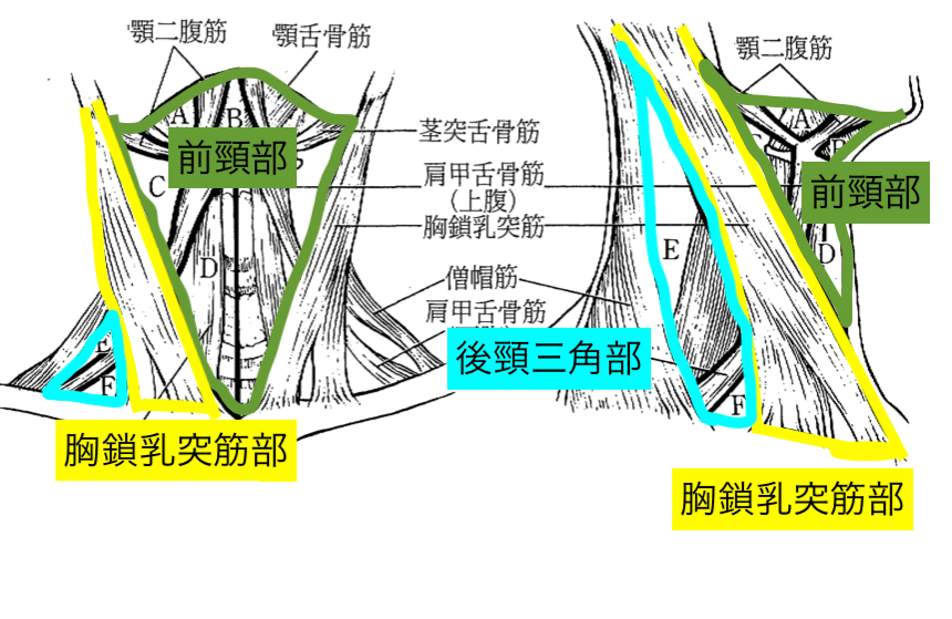 頸部痛の理学療法〜苦手意識を克服したいセラピストへ〜｜理学