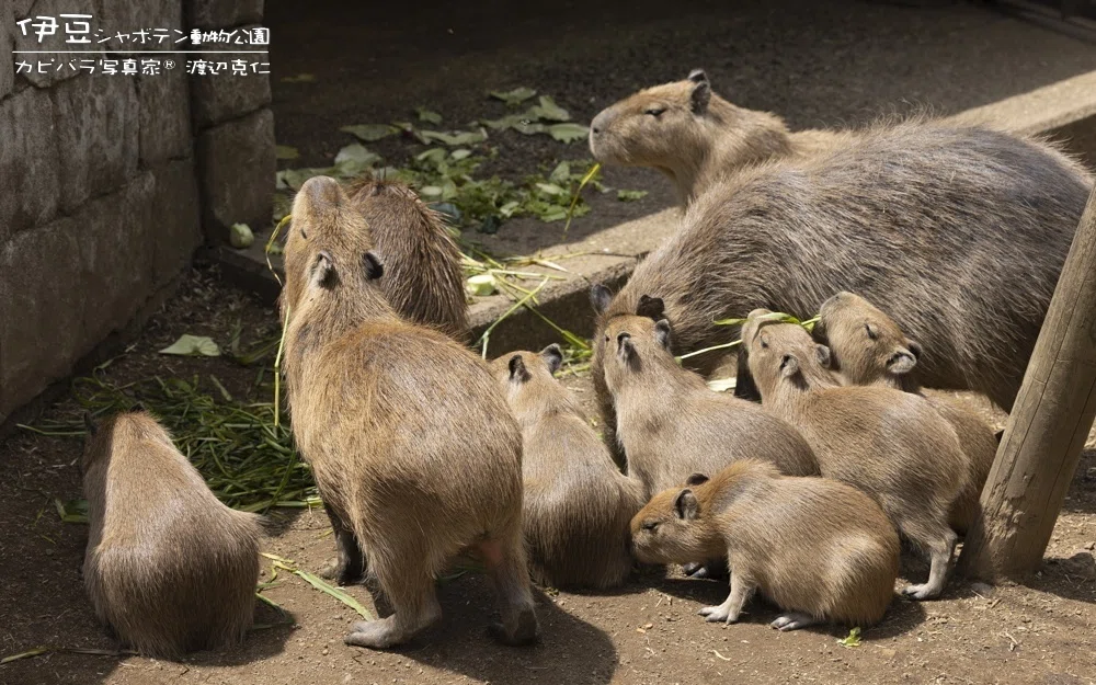 Highest number of capybaras ever, Izu Shaboten Zoo.｜カピバラ写真